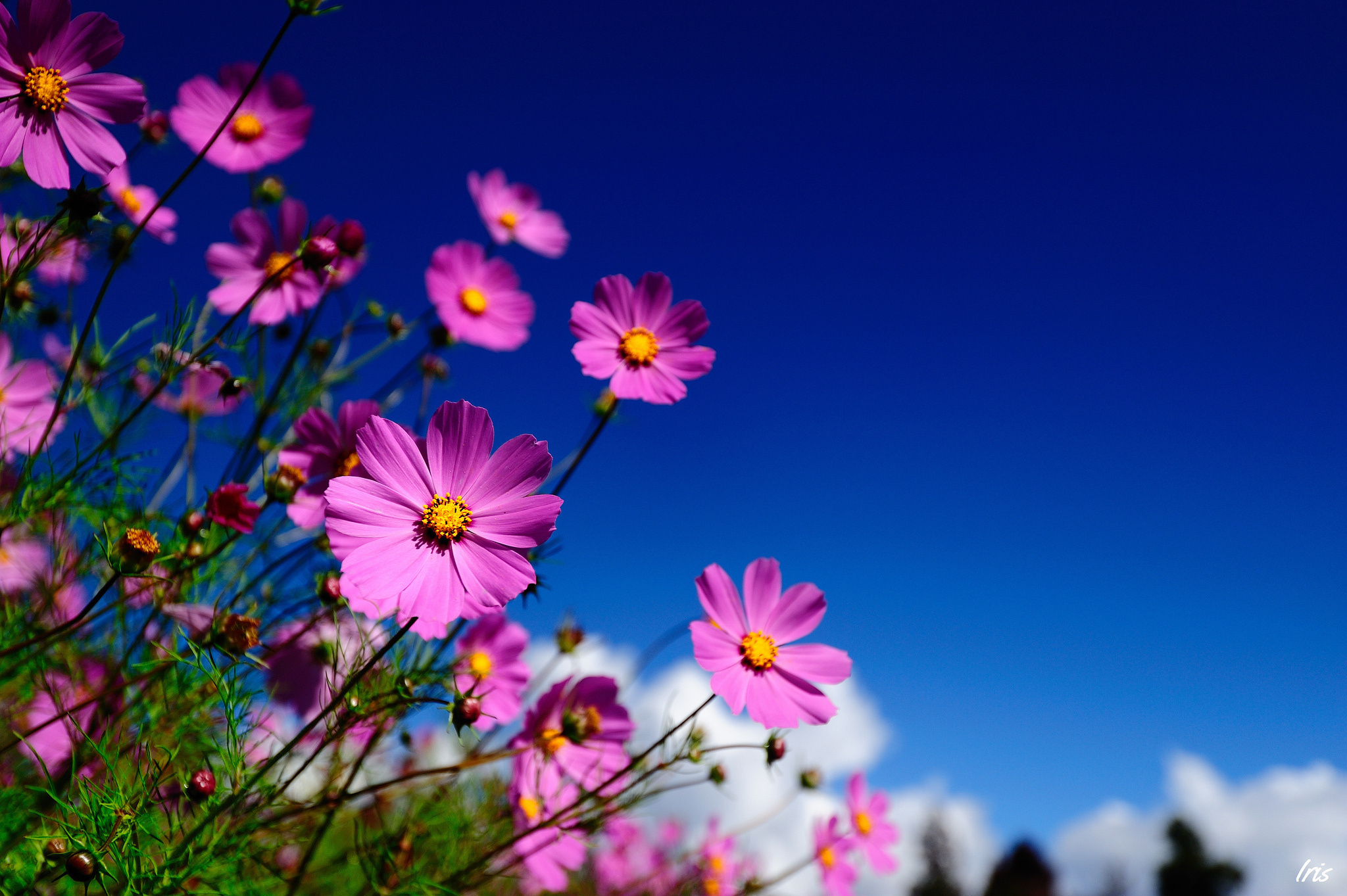 Téléchargez gratuitement l'image Fleurs, Fleur, Terre/nature sur le bureau de votre PC