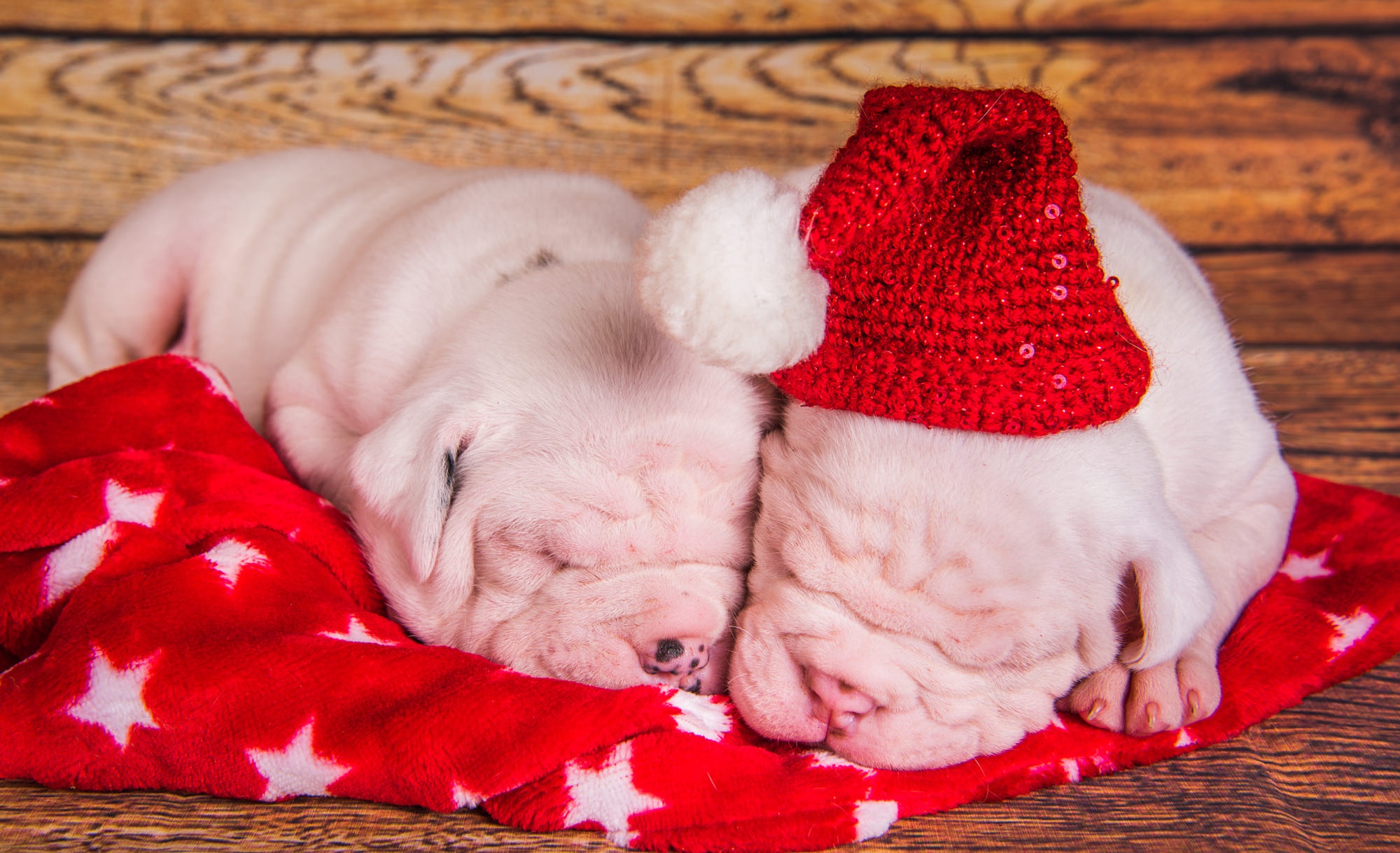 Handy-Wallpaper Tiere, Hunde, Hund, Welpen, Schlafen, Pitbull, Weihnachtsmütze kostenlos herunterladen.