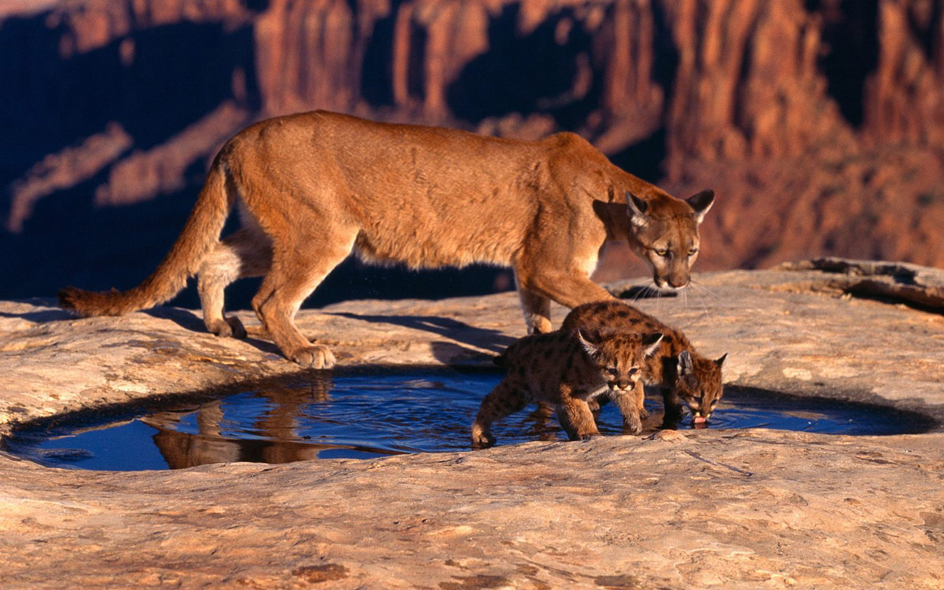 Descarga gratuita de fondo de pantalla para móvil de Puma, Gatos, Animales.