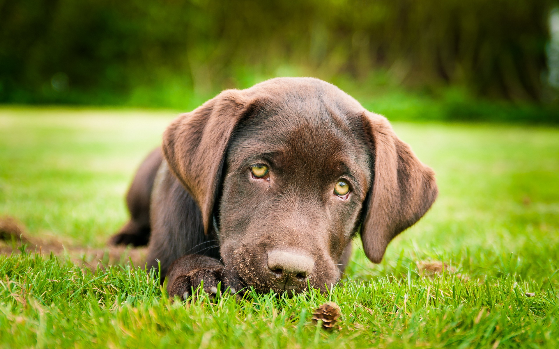 Handy-Wallpaper Tiere, Hund kostenlos herunterladen.