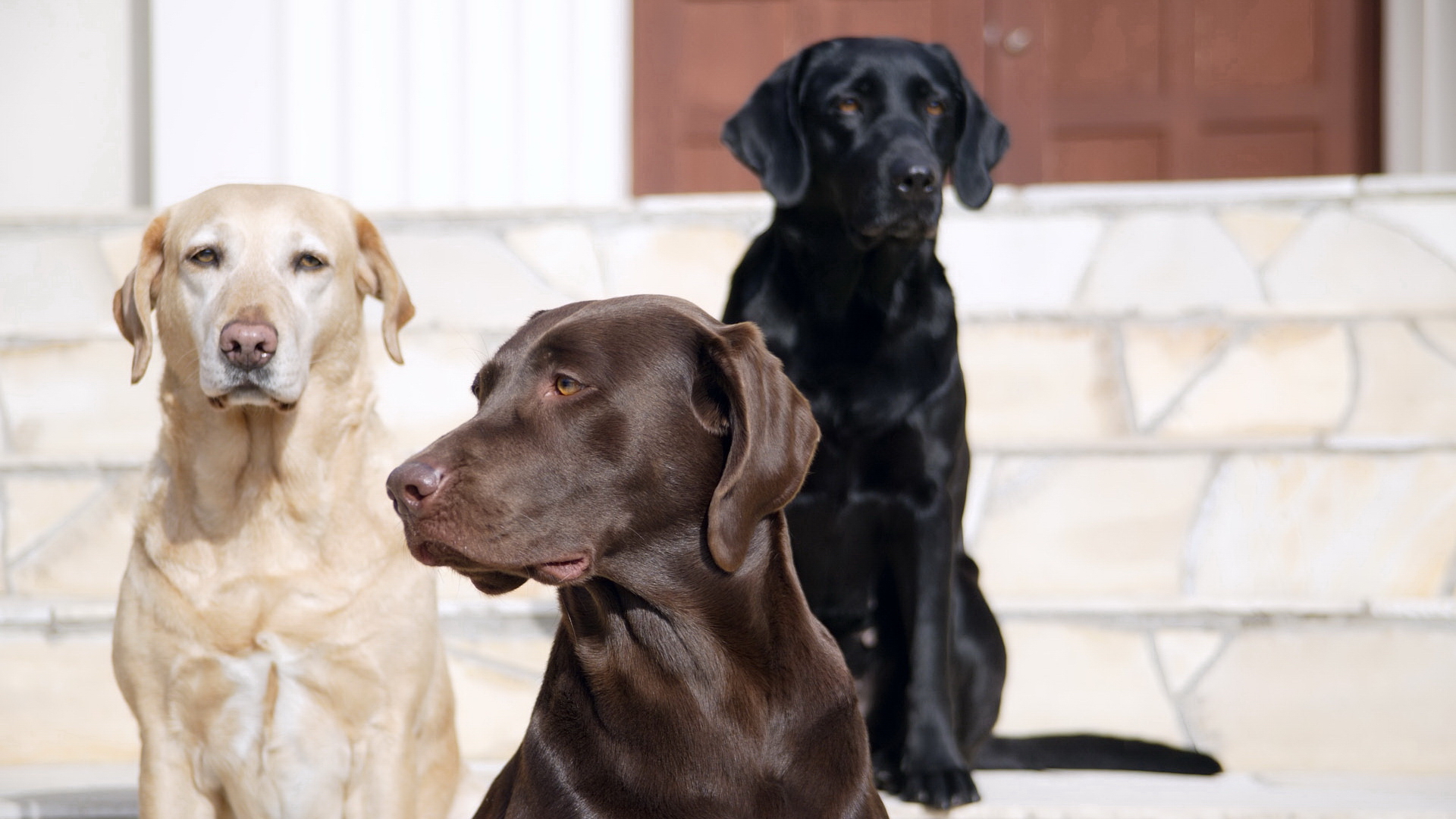 Download mobile wallpaper Labrador Retriever, Dogs, Dog, Animal for free.