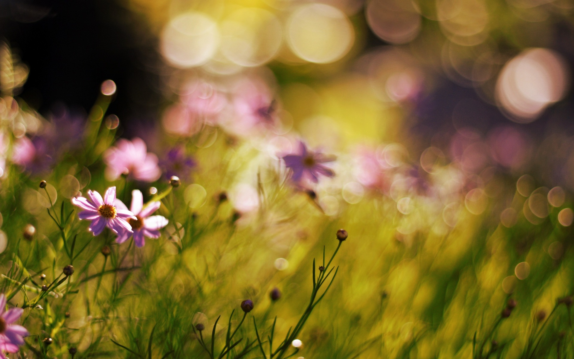 Laden Sie das Natur, Blumen, Blume, Erde/natur-Bild kostenlos auf Ihren PC-Desktop herunter