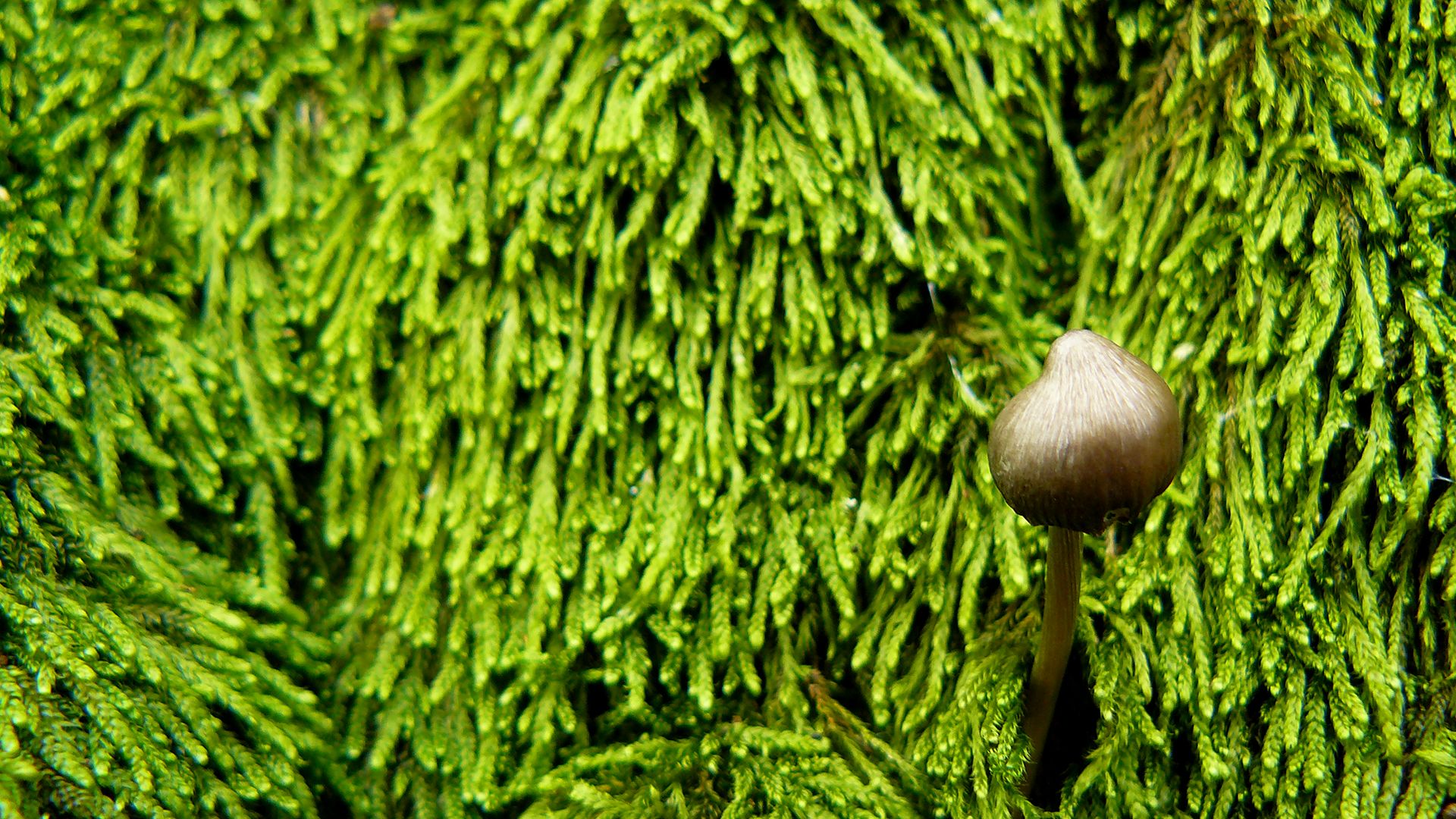 Free download wallpaper Close Up, Earth, Mushroom, Moss on your PC desktop