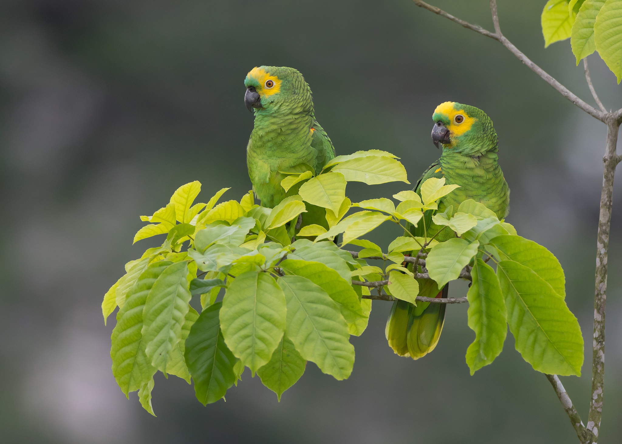 Popular Turquoise Fronted Parrot background images