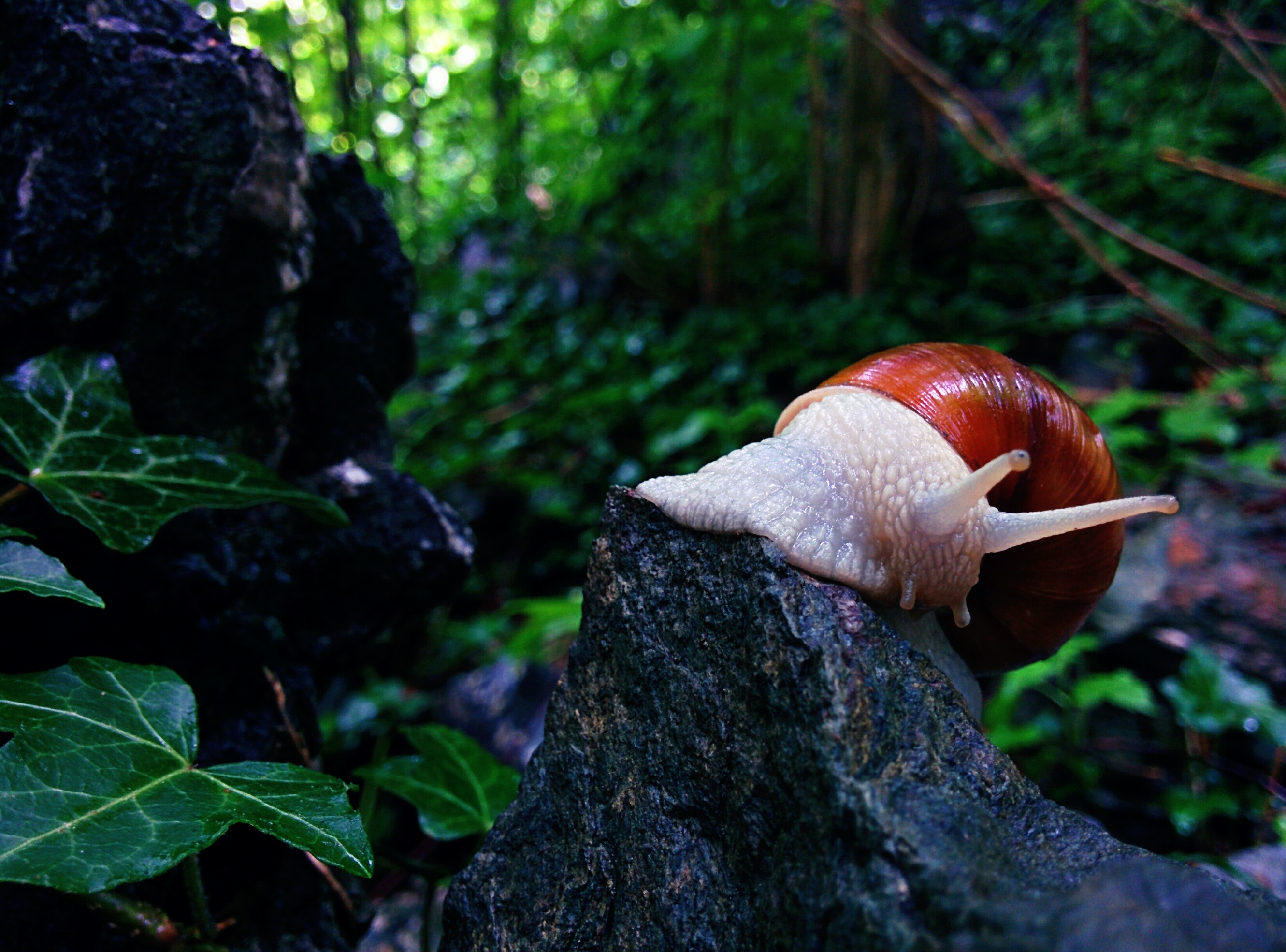 Download mobile wallpaper Nature, Animal, Snail for free.