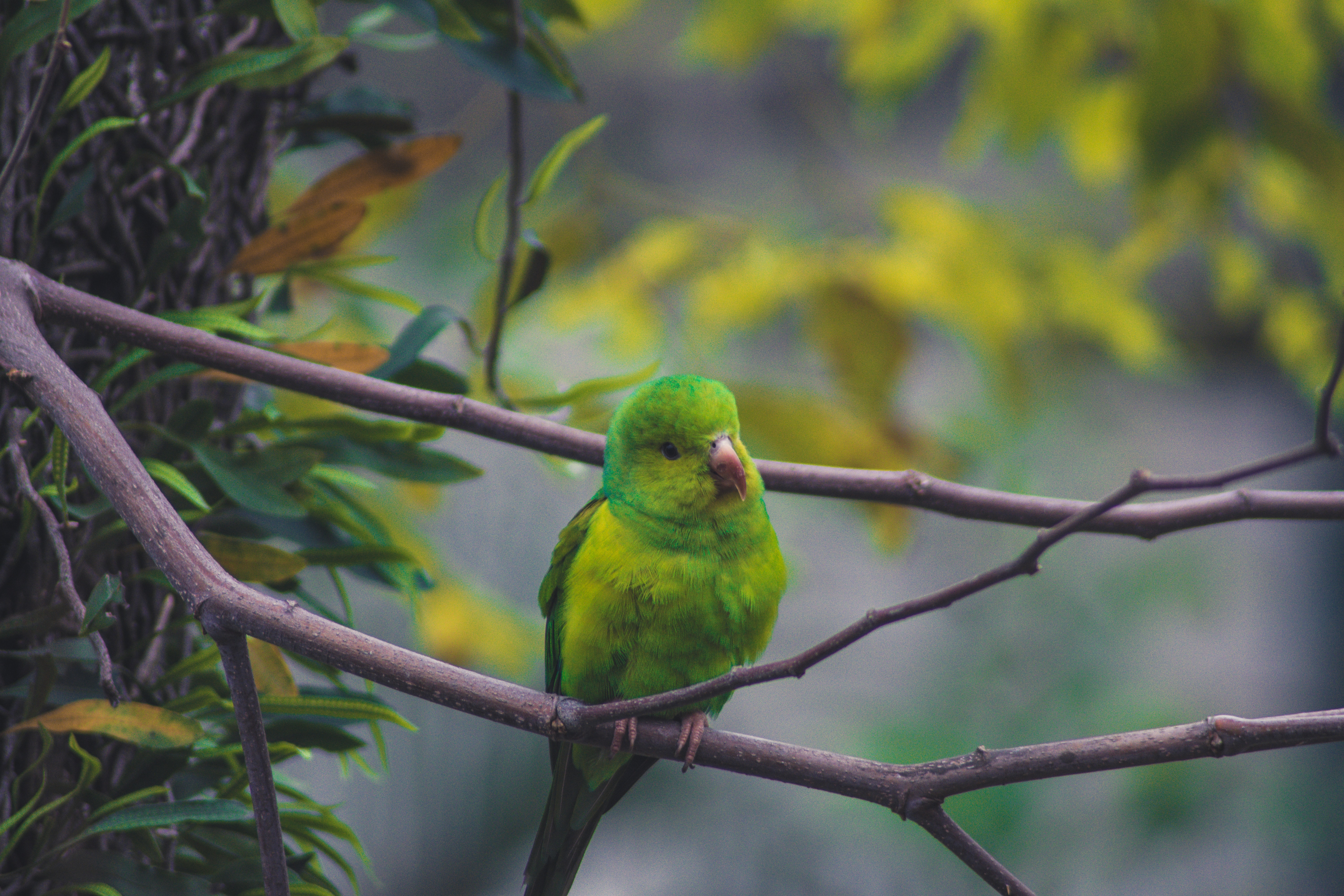 Free download wallpaper Animals, Bird, Branch, Parrots on your PC desktop
