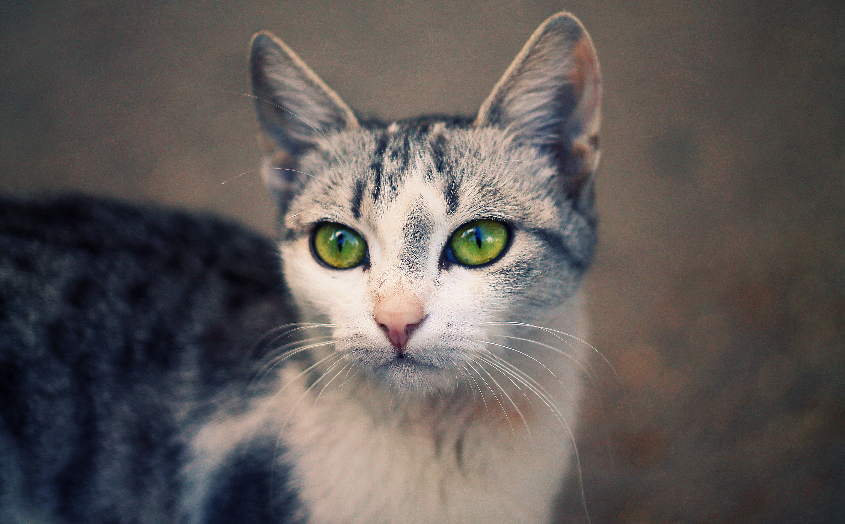 Baixar papel de parede para celular de Gato, Gatos, Animais gratuito.