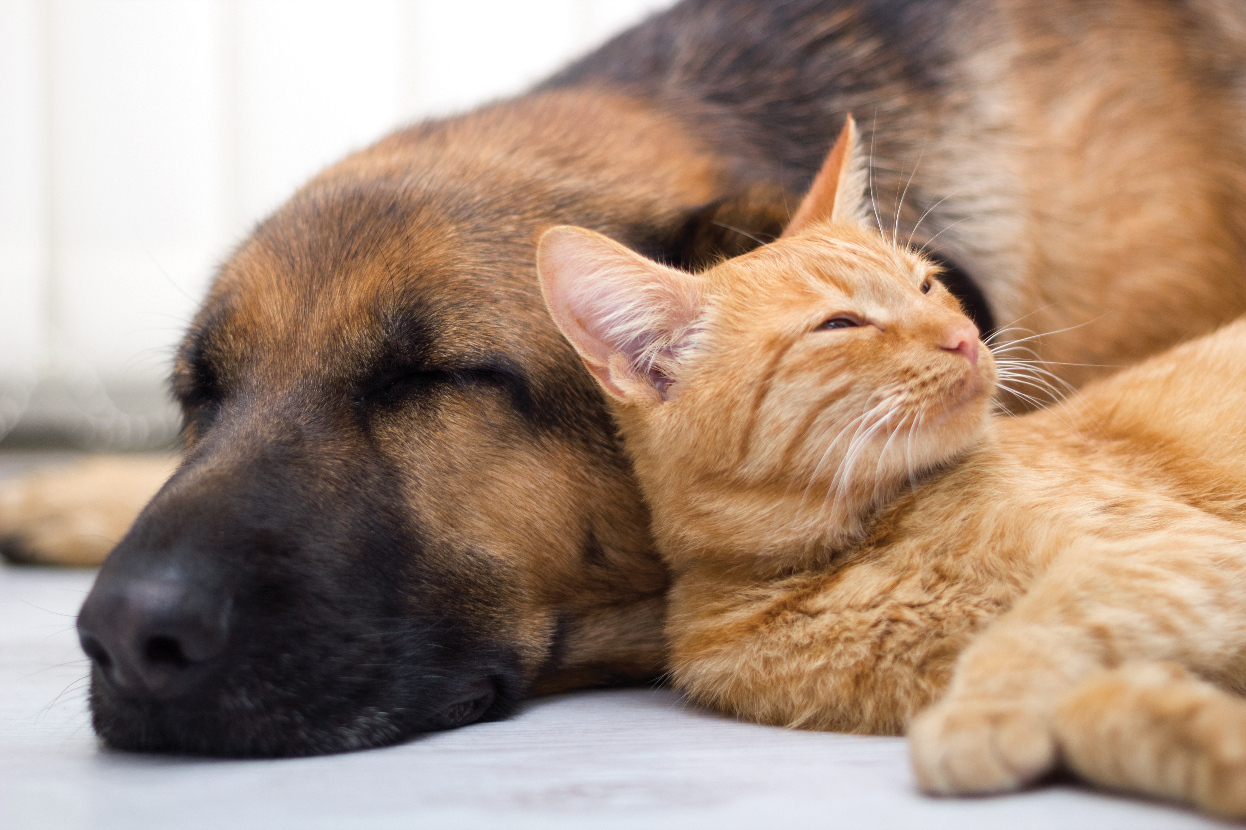Laden Sie das Tiere, Katze, Hund, Schlafen, Katz & Hund-Bild kostenlos auf Ihren PC-Desktop herunter