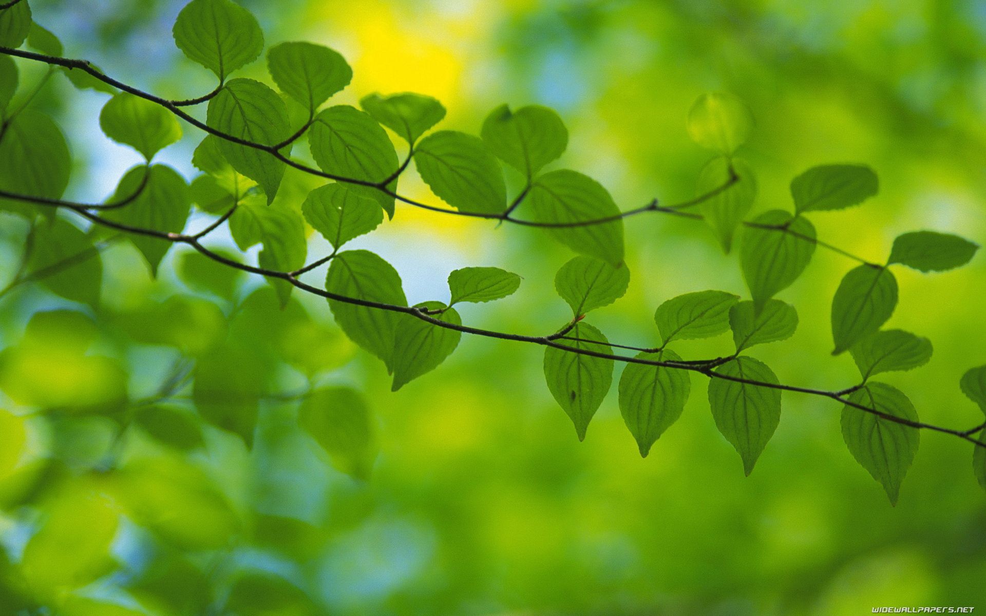 Free download wallpaper Plant, Tree, Branch, Wood, Macro, Leaves on your PC desktop