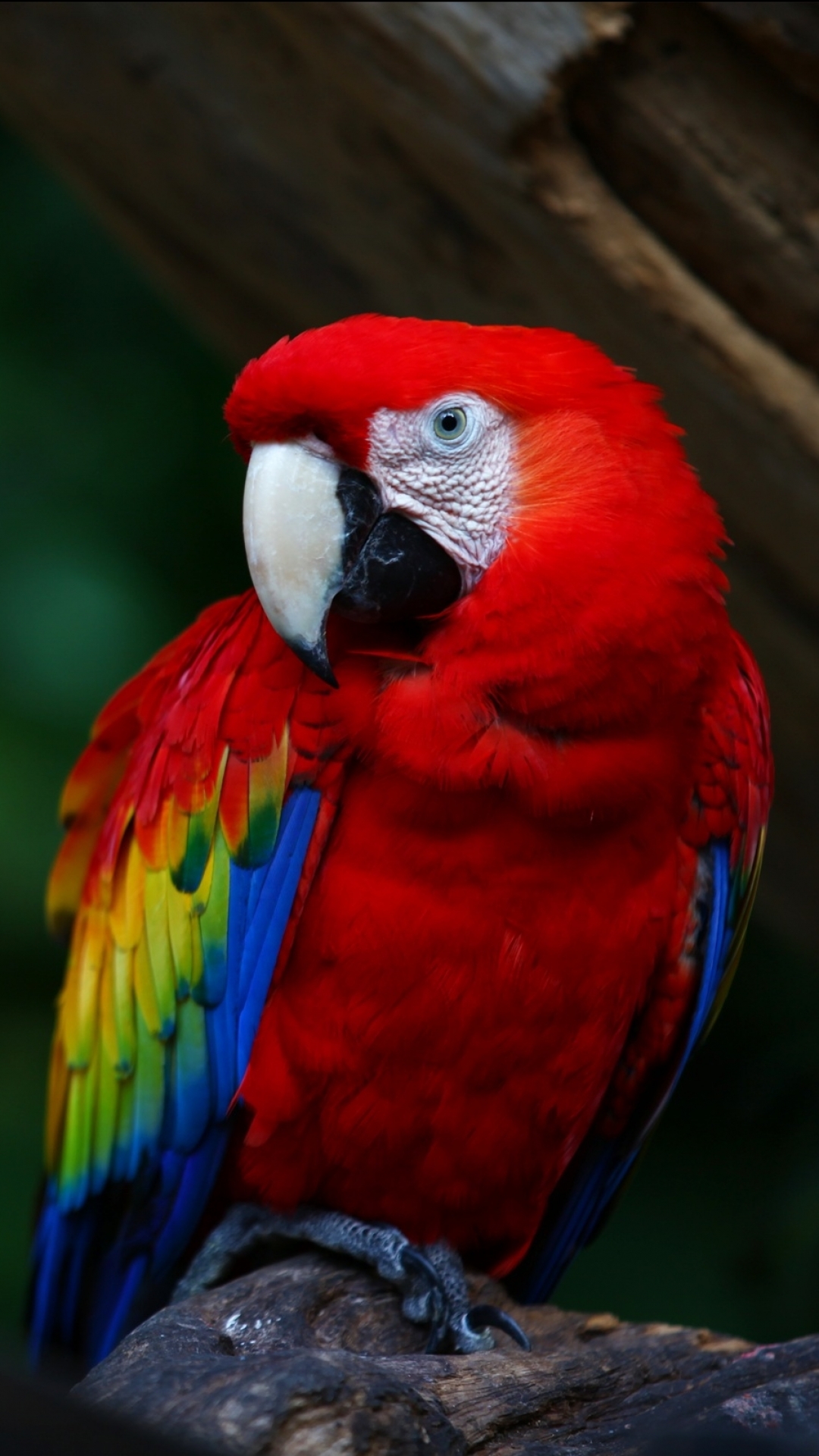 Download mobile wallpaper Birds, Bird, Animal, Macaw, Scarlet Macaw for free.