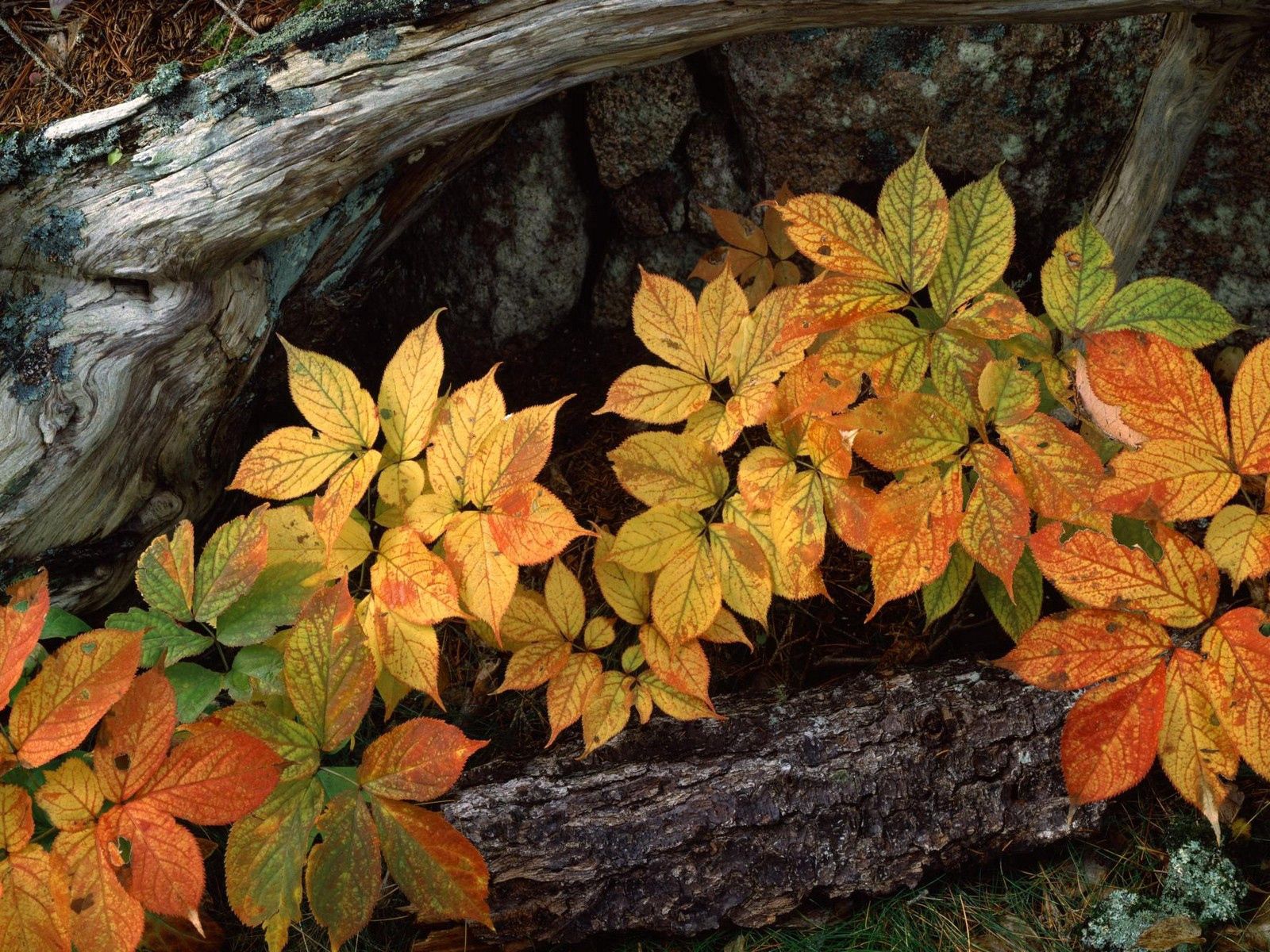 145934壁紙のダウンロード自然, 木, 秋, 葉, 足, 吠える, 樹皮-スクリーンセーバーと写真を無料で