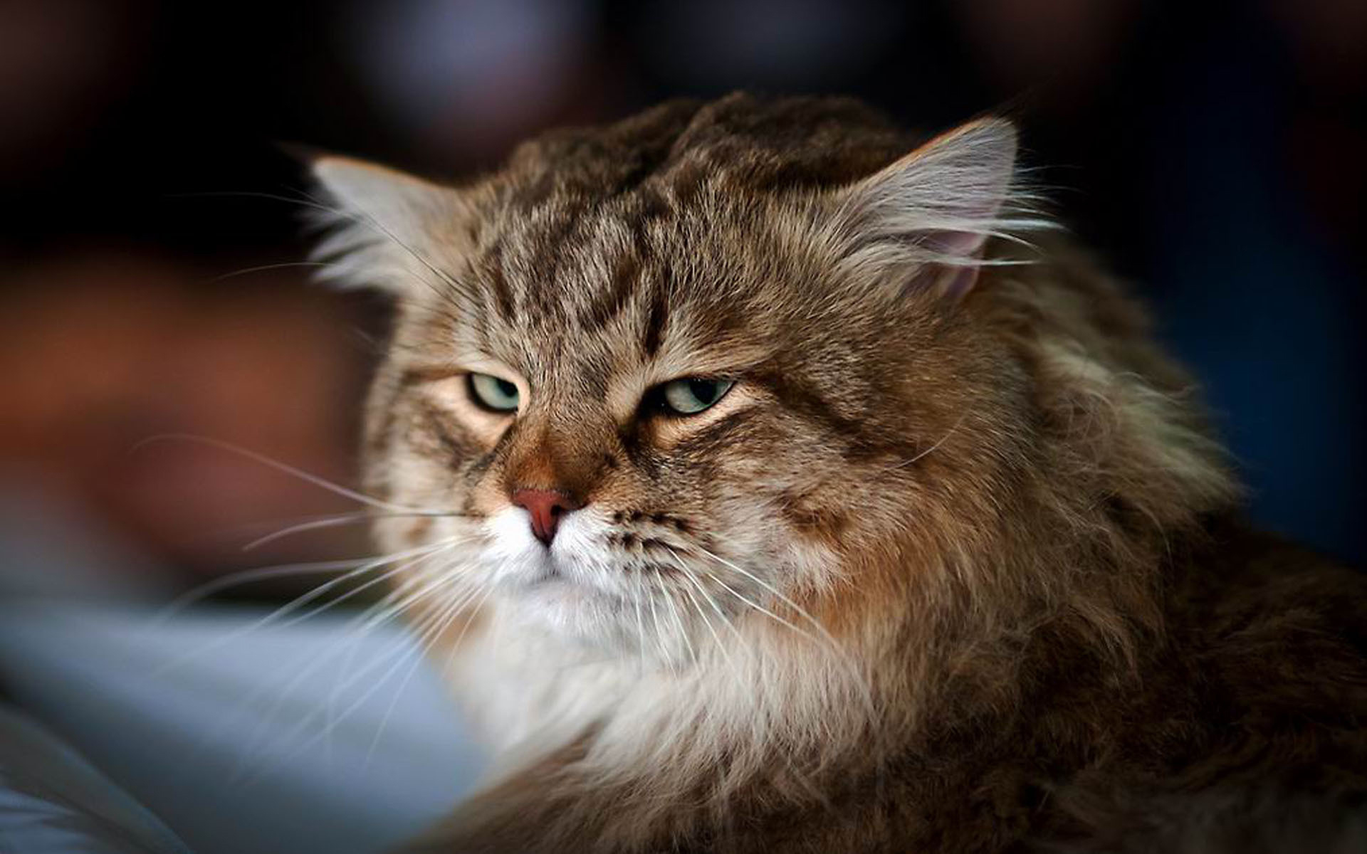 Baixe gratuitamente a imagem Animais, Gato na área de trabalho do seu PC