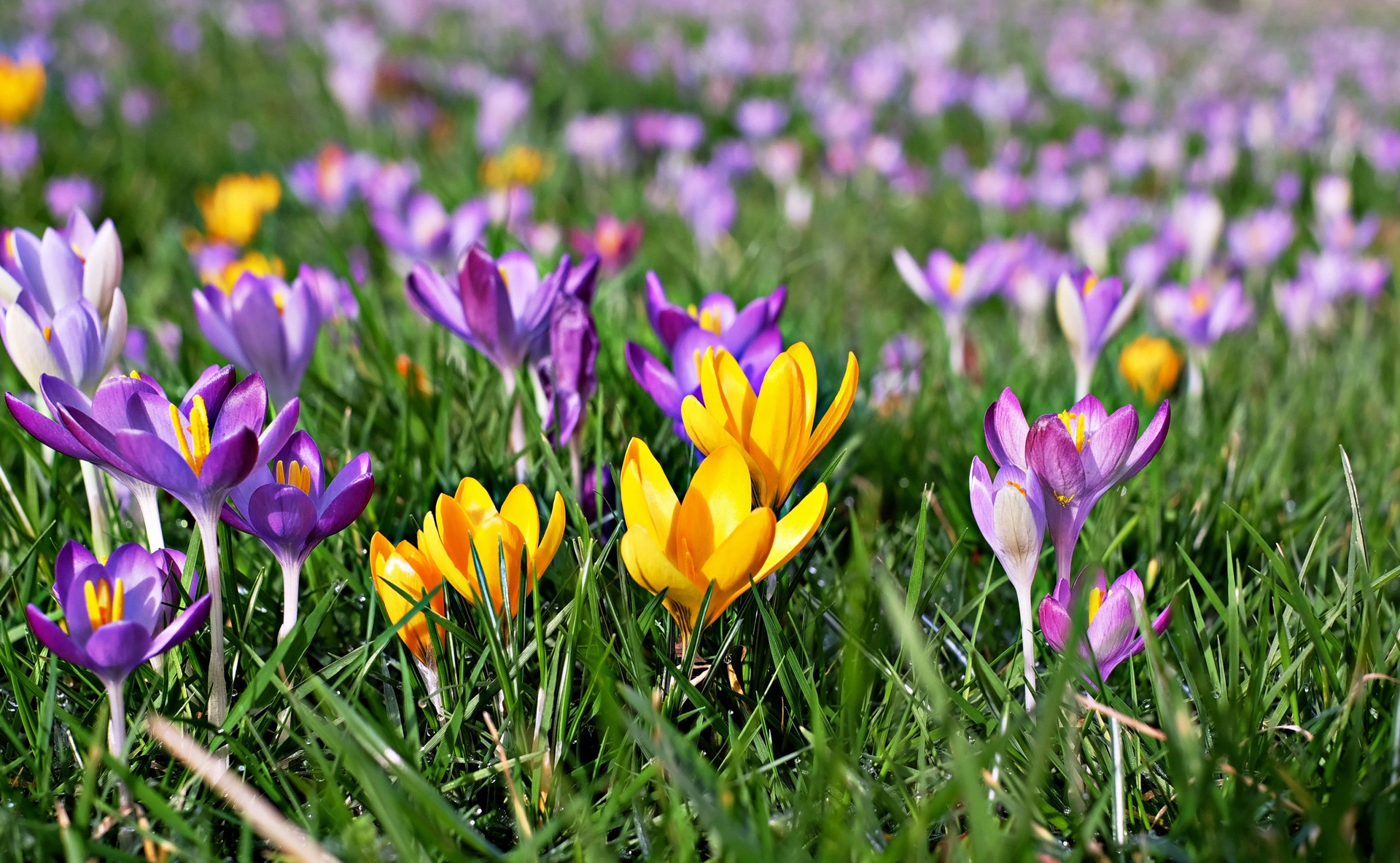 PCデスクトップに自然, フラワーズ, 草, 花, 地球, ぼかし, クロッカス, 黄色い花, 紫色の花画像を無料でダウンロード