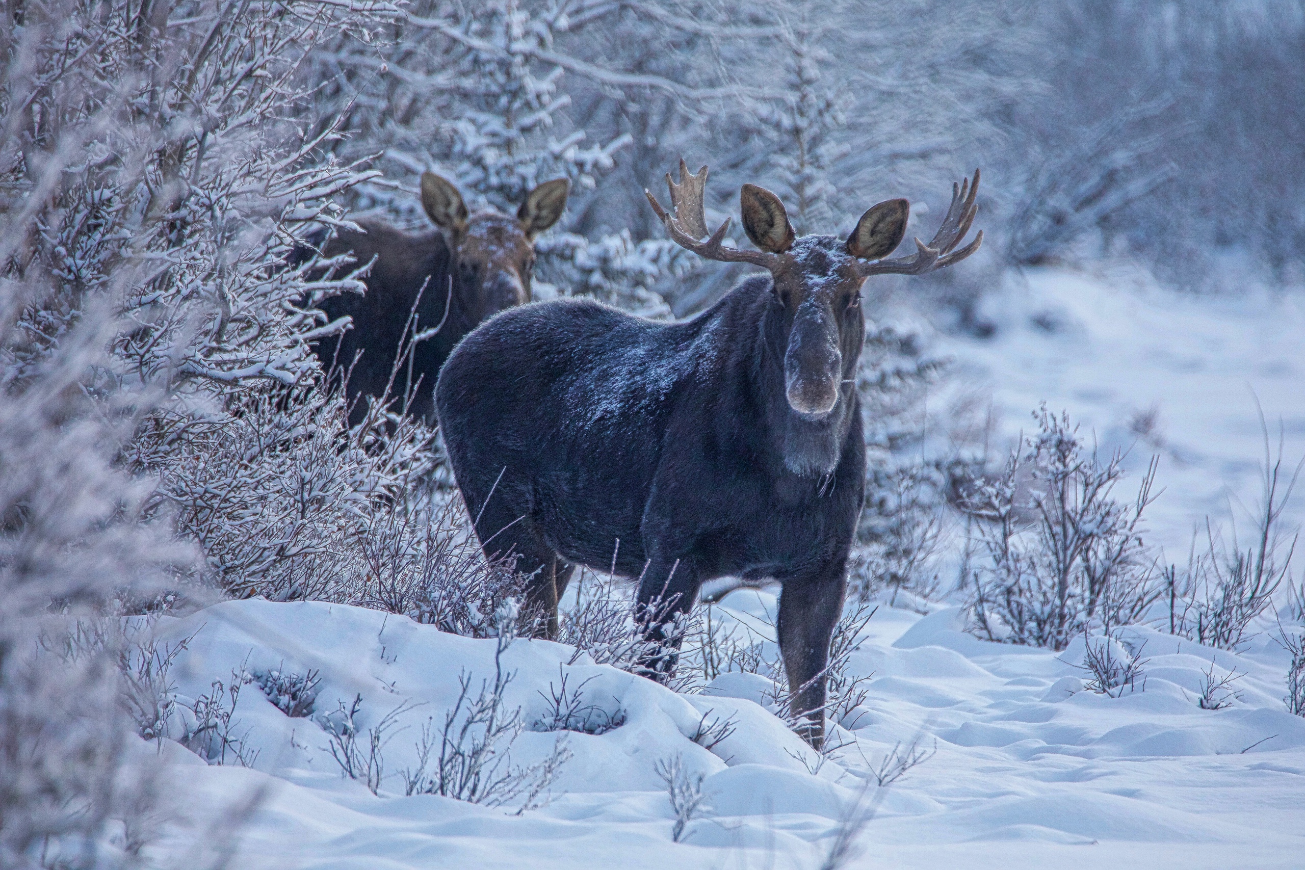 Download mobile wallpaper Winter, Snow, Animal, Moose for free.