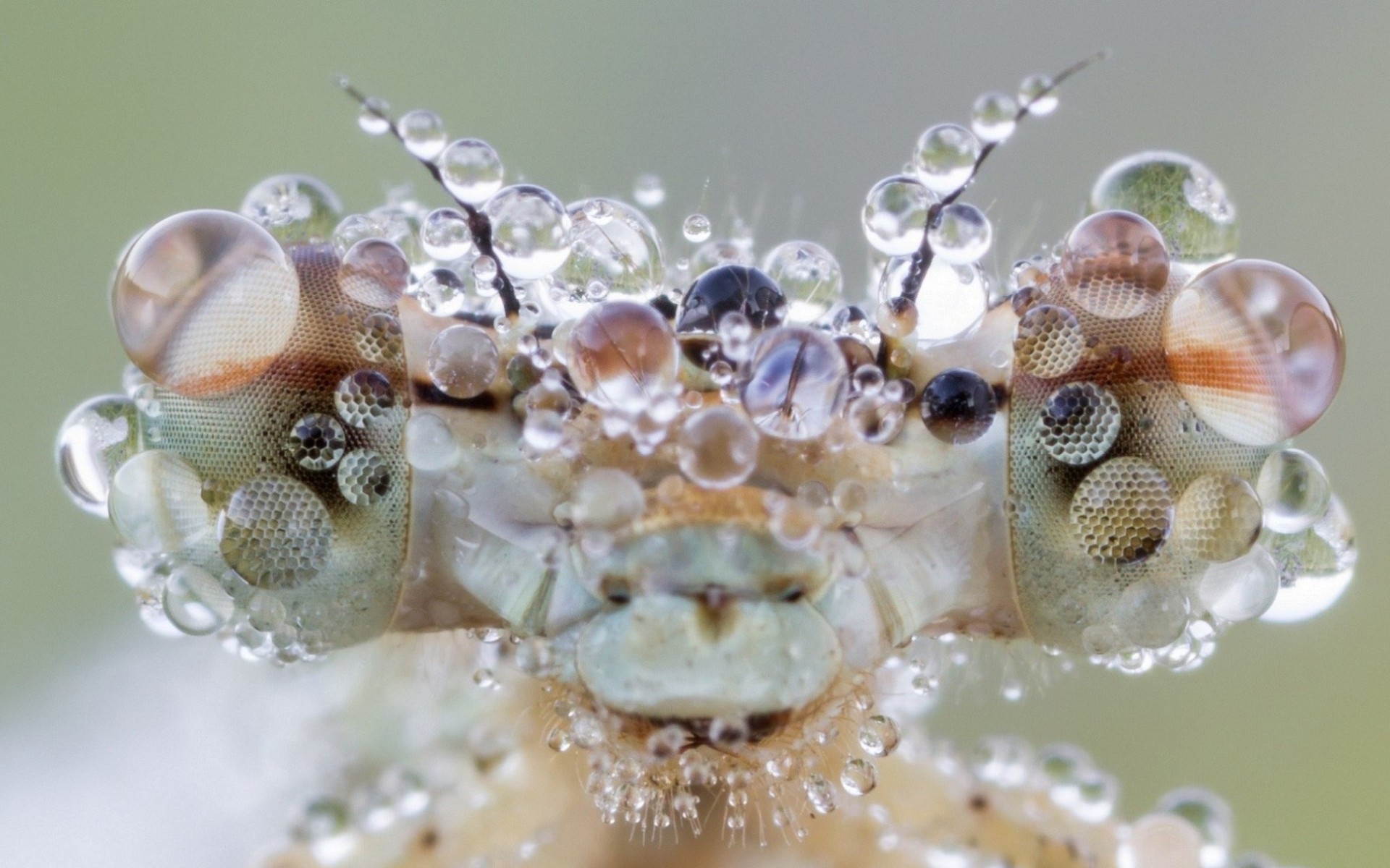 insects, animal, dragonfly, dew, head, macro