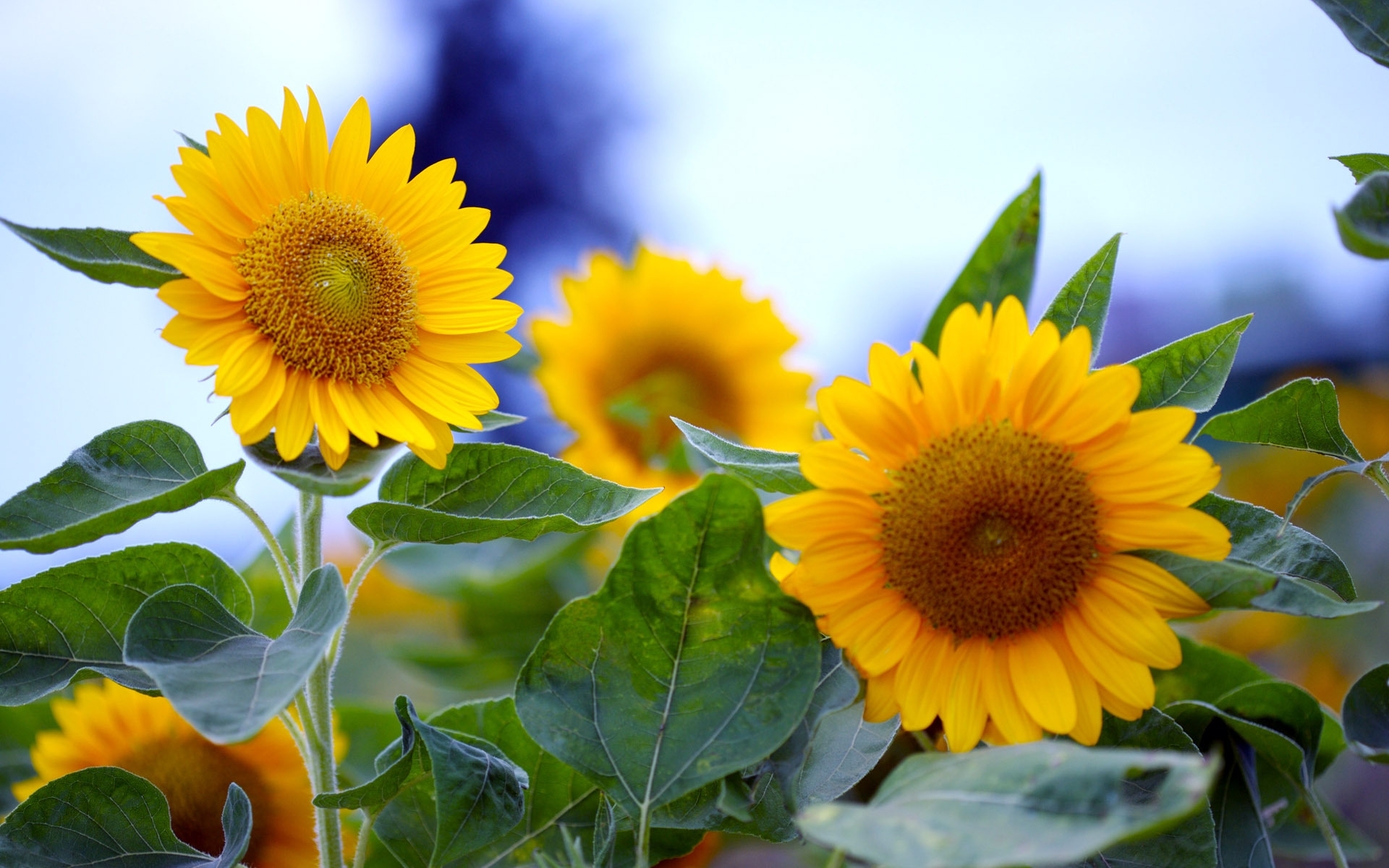 40660 Bild herunterladen pflanzen, blumen, sonnenblumen - Hintergrundbilder und Bildschirmschoner kostenlos