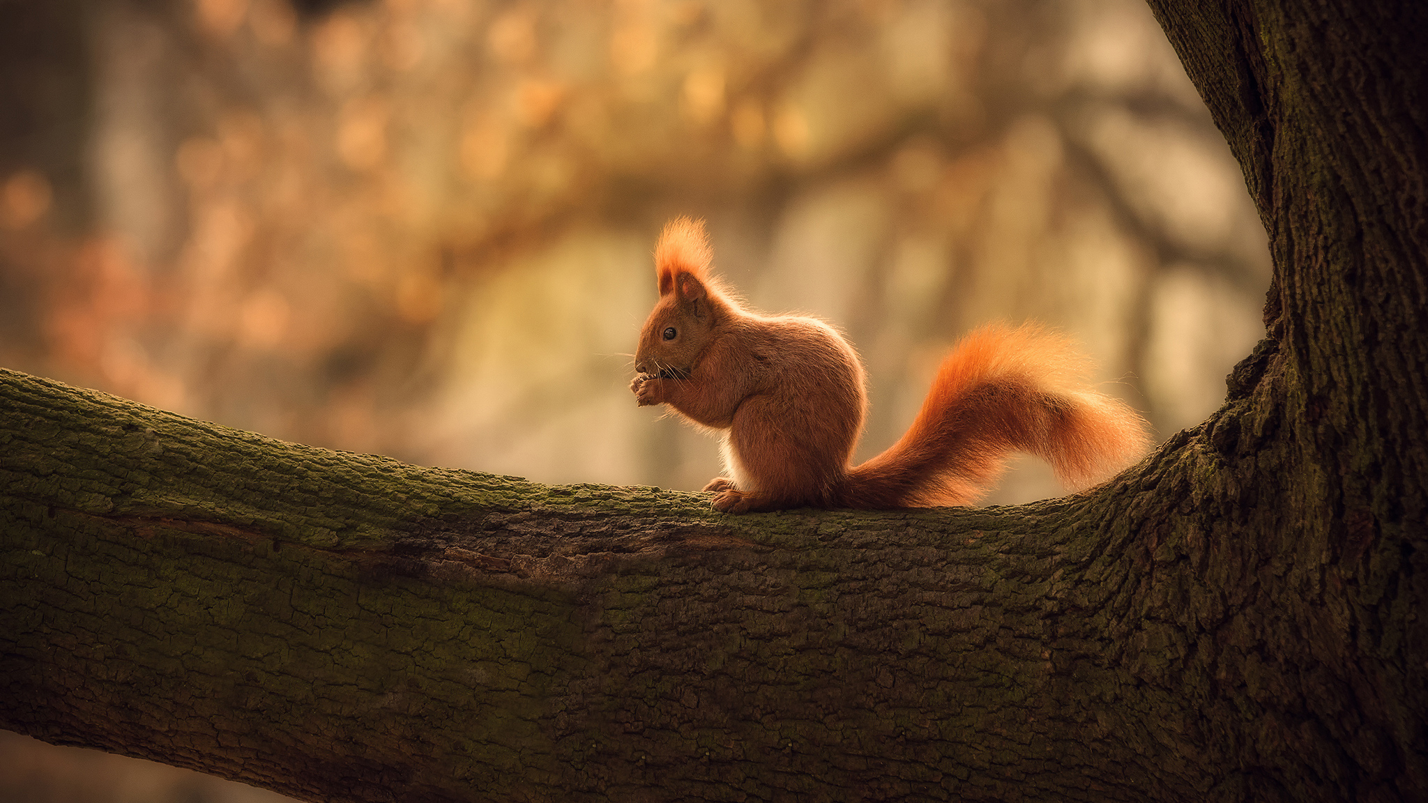 Free download wallpaper Squirrel, Branch, Animal, Bokeh on your PC desktop