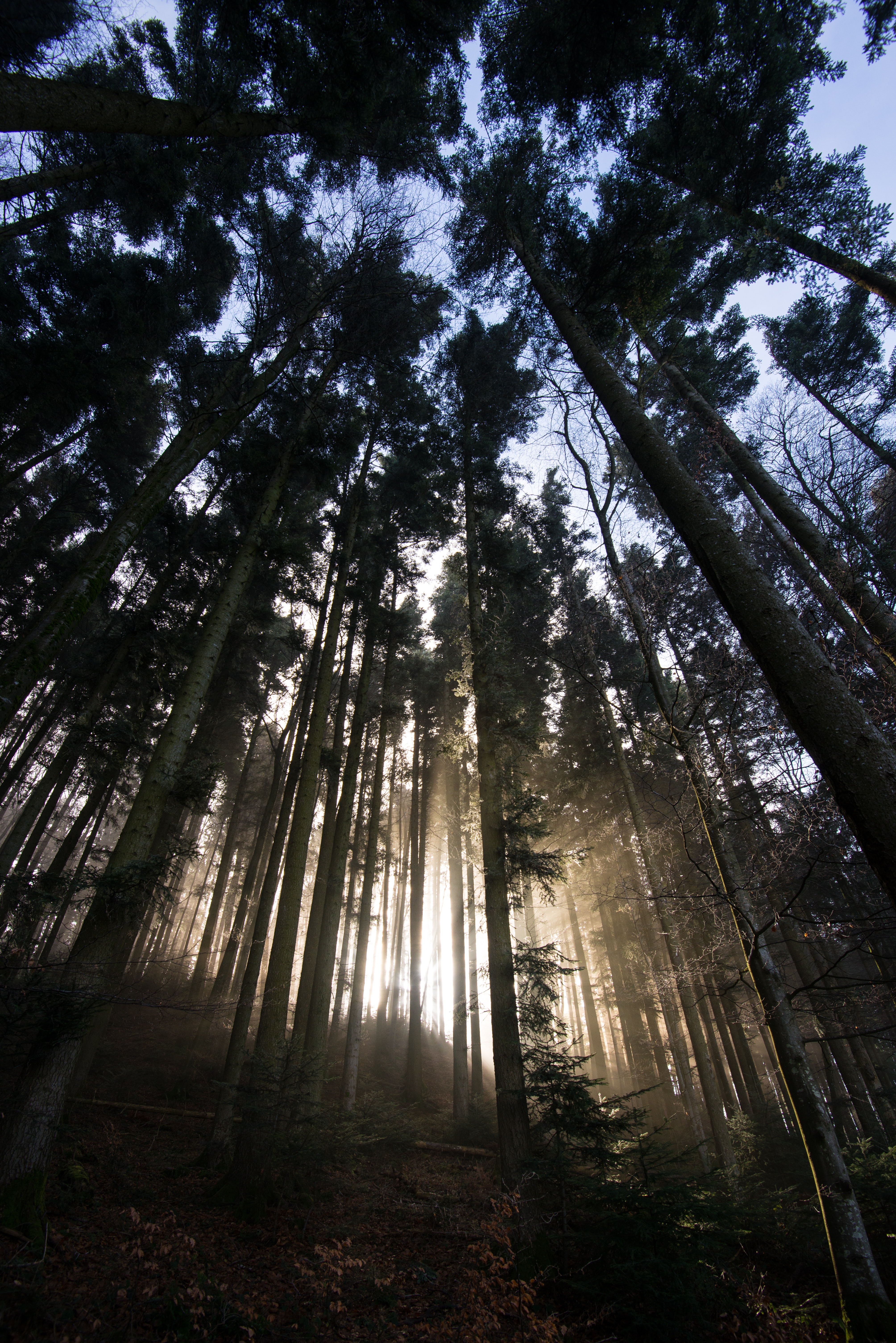 Free download wallpaper Trees, Shine, Light, Sunlight, Nature, Forest on your PC desktop