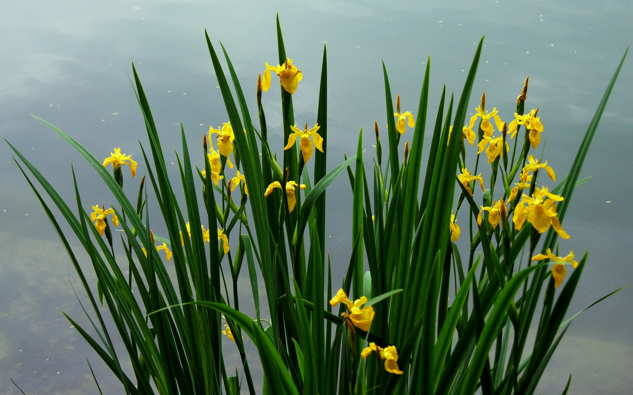 Download mobile wallpaper Narcissussi, Mainly Cloudy, Overcast, Greens, Sky, Flowers, Spring for free.