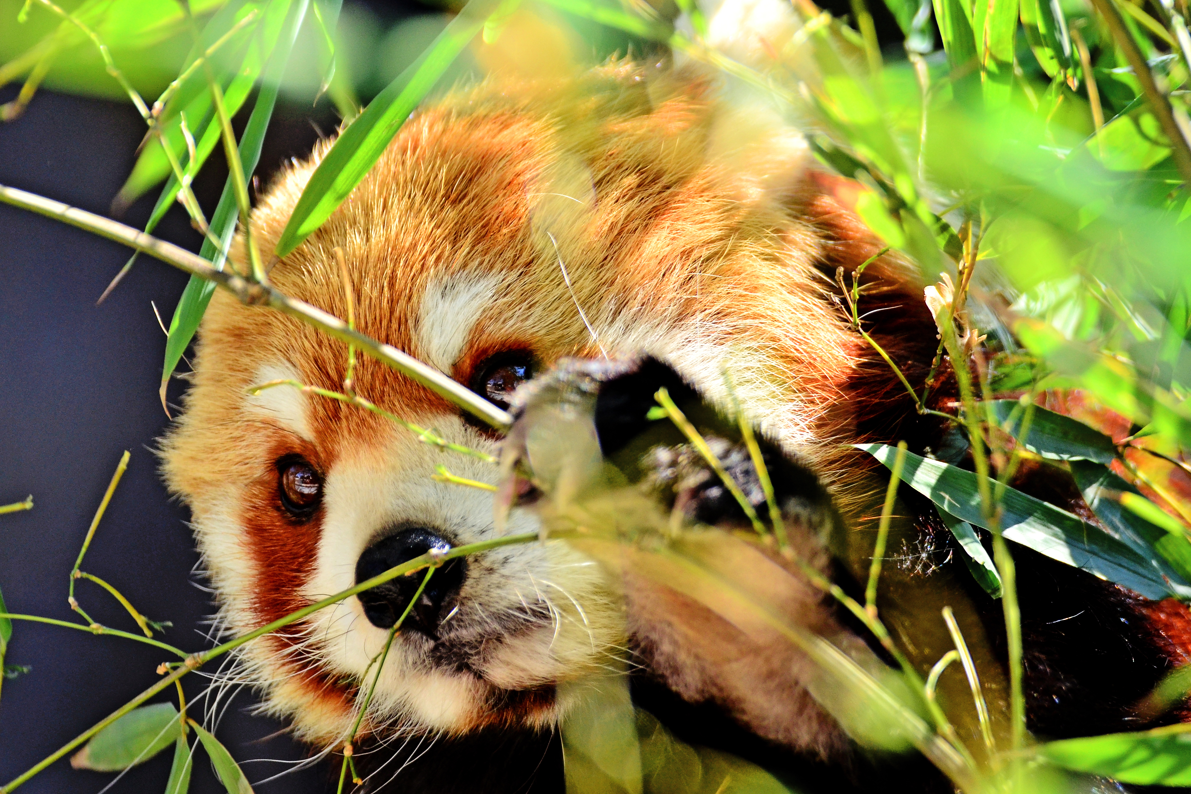 Free download wallpaper Macro, Animal, Panda, Cute, Red Panda on your PC desktop