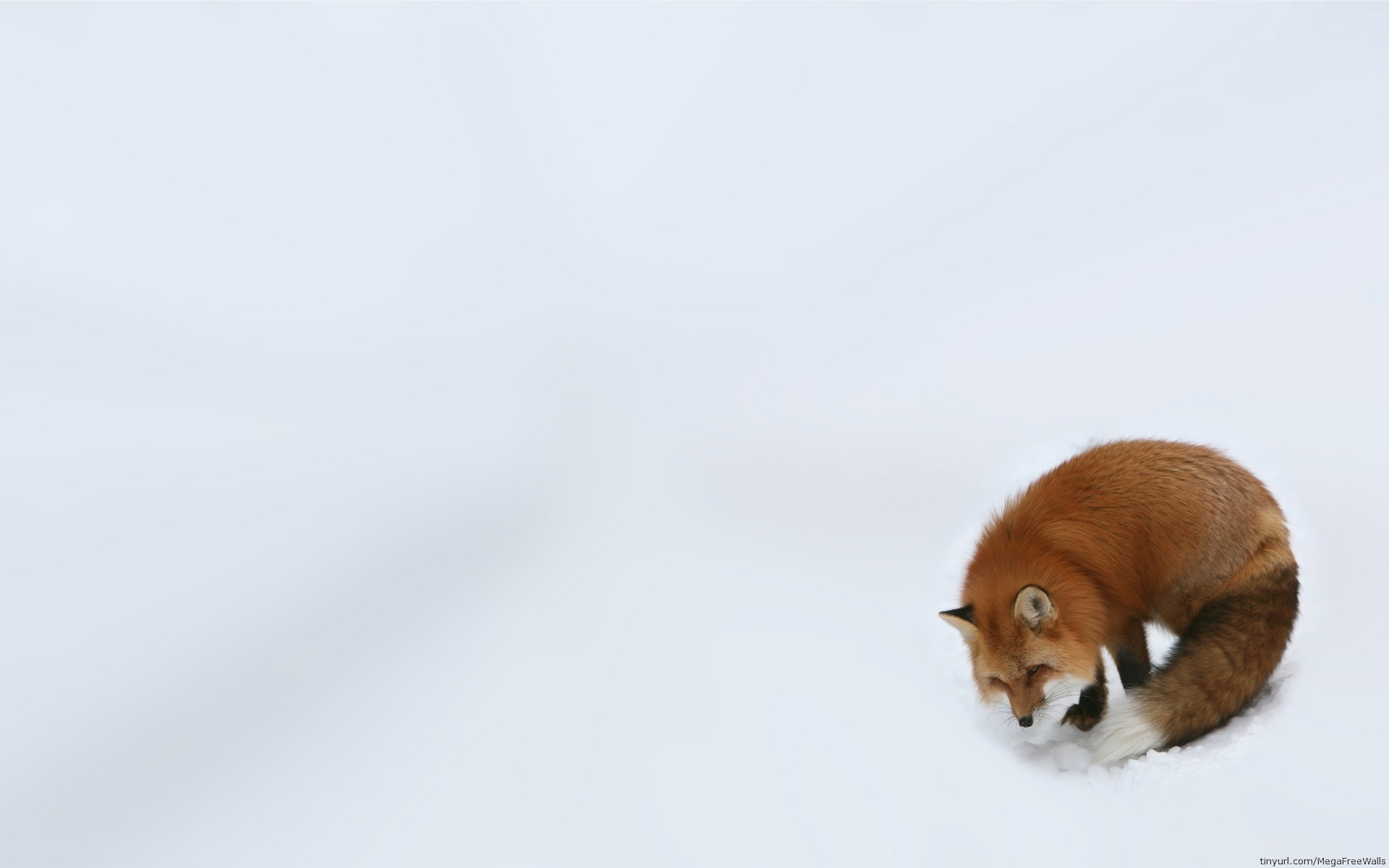 animal, fox, red fox, winter