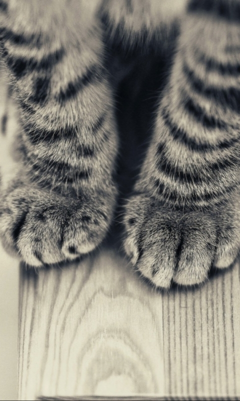 animal, cat, paw, tabby cat, cats