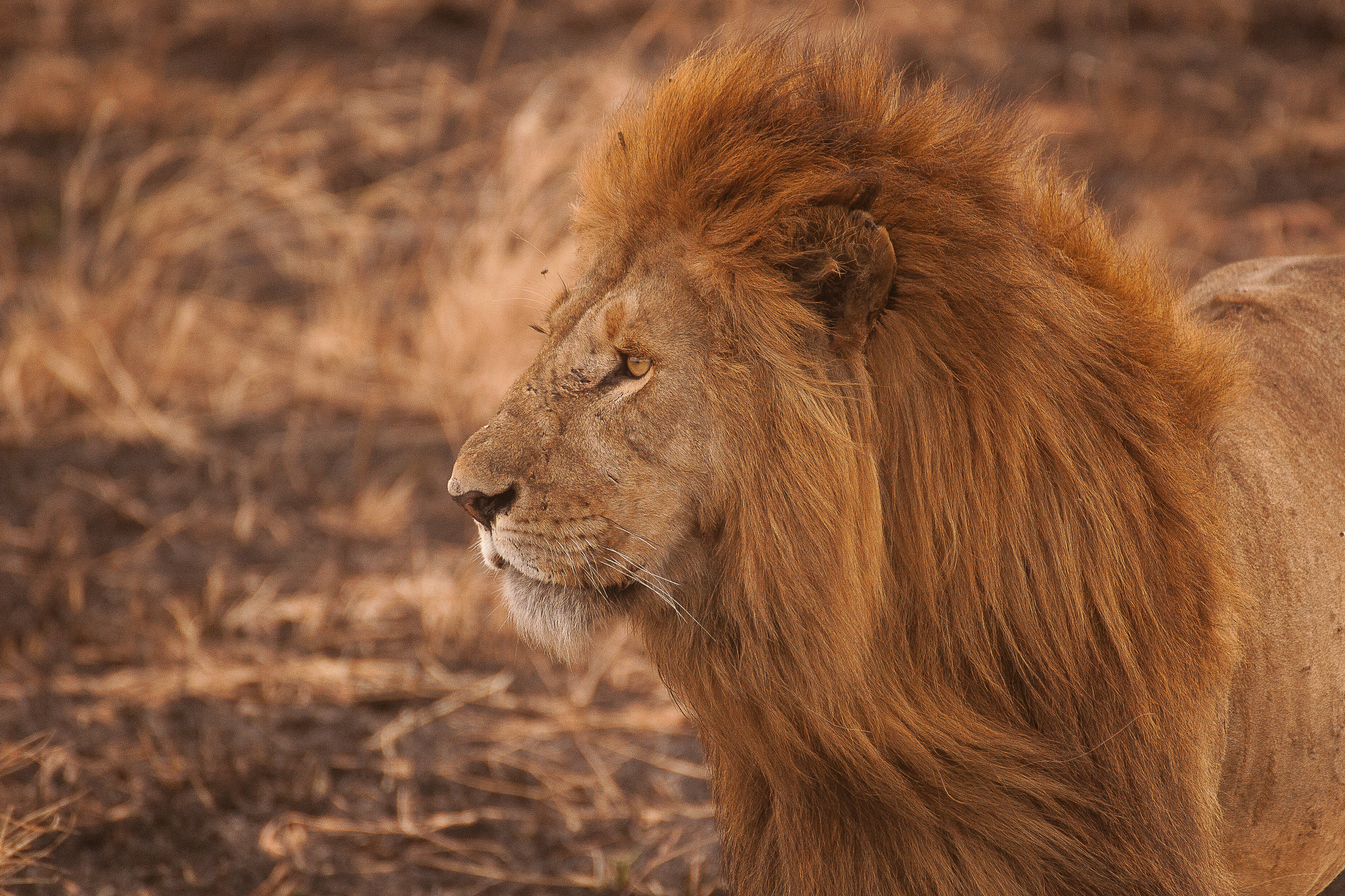 Téléchargez gratuitement l'image Animaux, Chats, Lion sur le bureau de votre PC