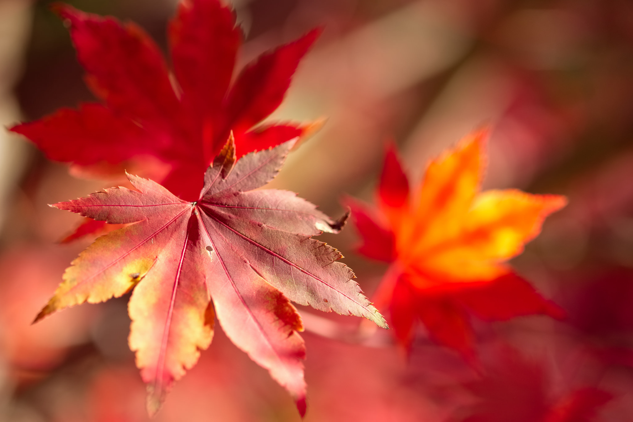 Free download wallpaper Nature, Leaf, Fall, Earth, Maple Leaf on your PC desktop