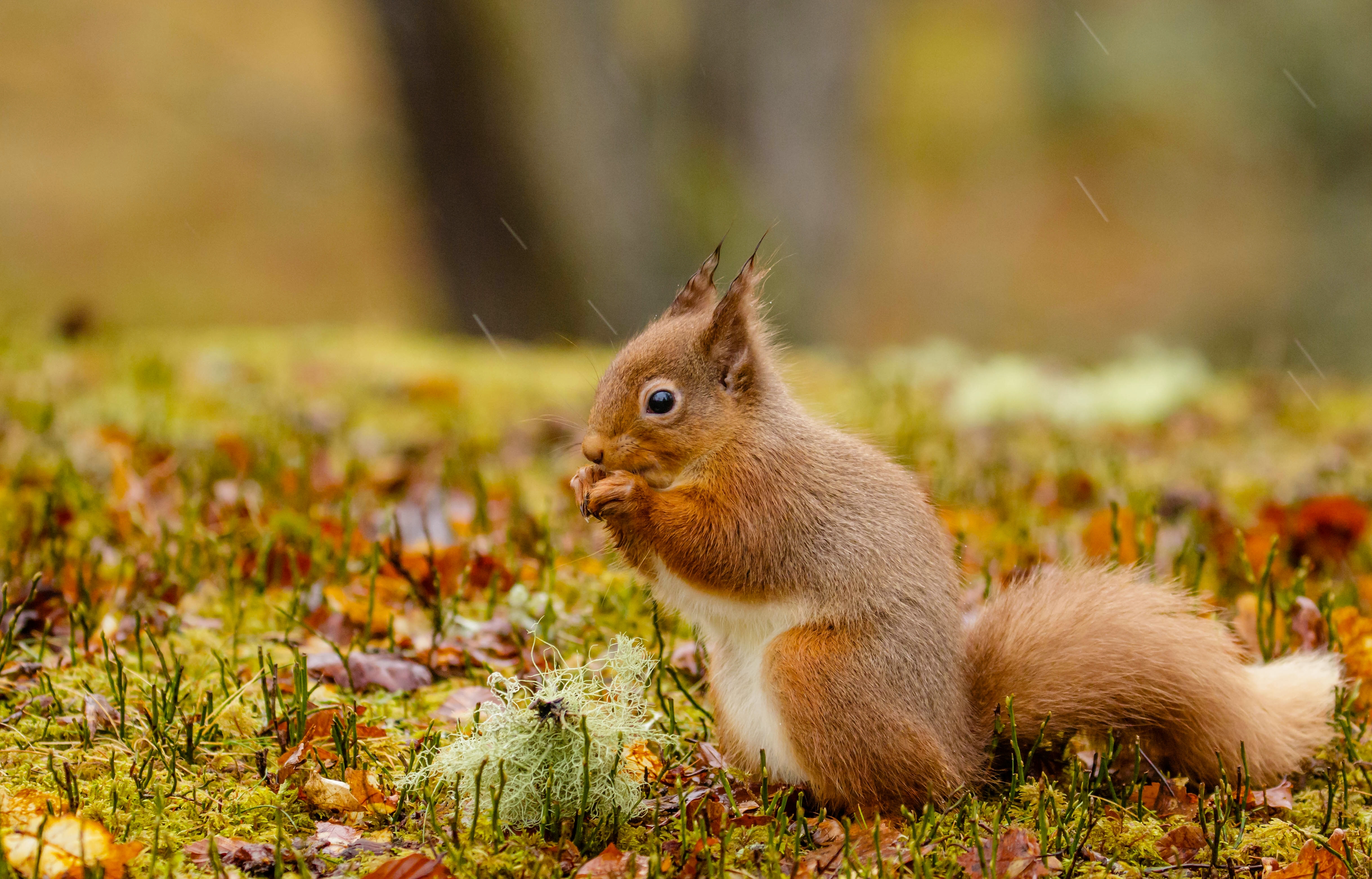 Laden Sie das Tiere, Eichhörnchen, Nagetier, Essen-Bild kostenlos auf Ihren PC-Desktop herunter