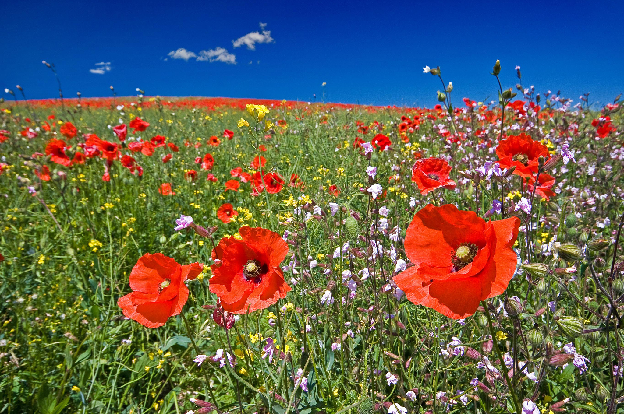 無料モバイル壁紙フラワーズ, 草, ポピー, 夏, 花, 地球, 牧草地, 赤い花, 分野をダウンロードします。