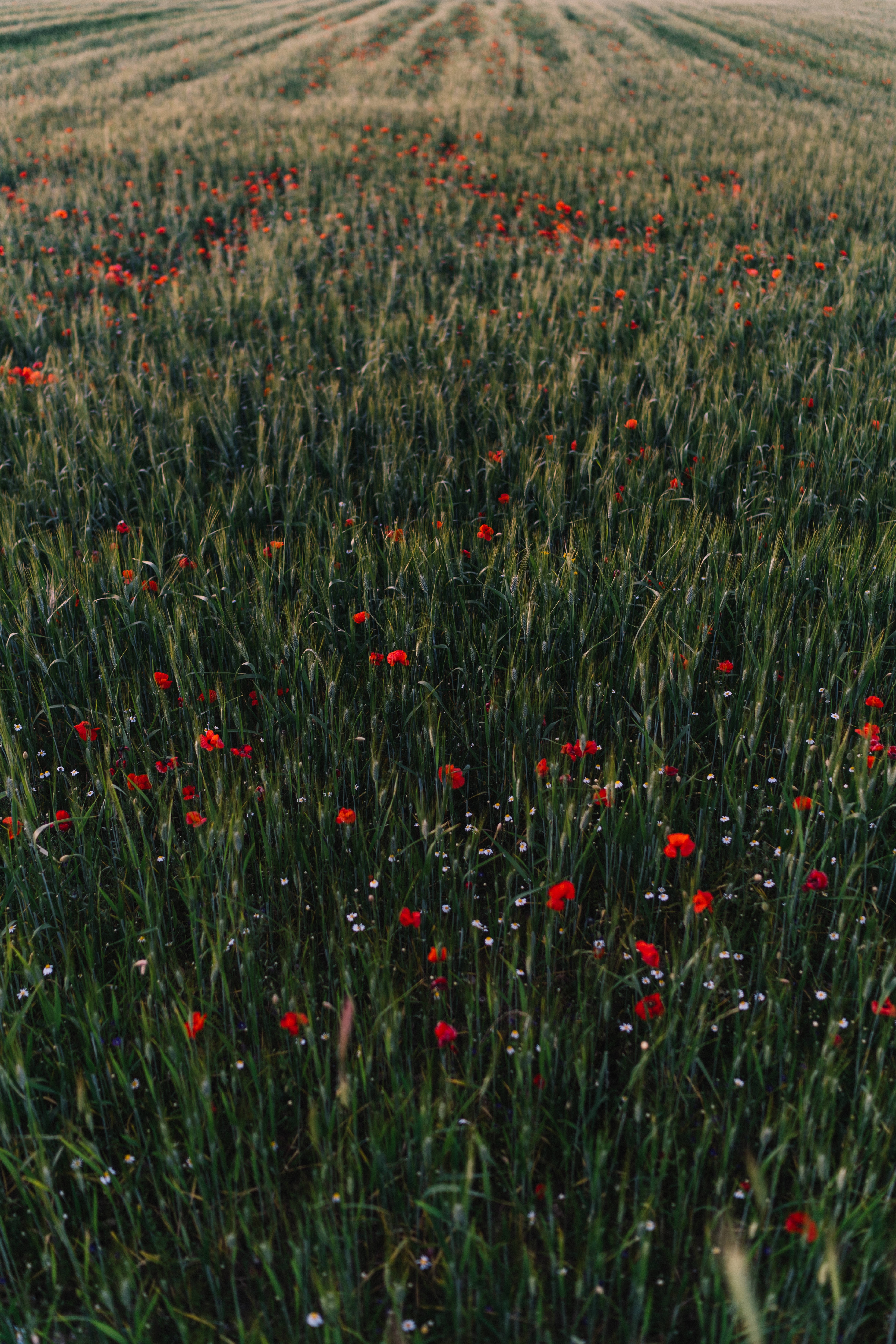 Download mobile wallpaper Grass, Field, Flowers, Nature, Poppies for free.