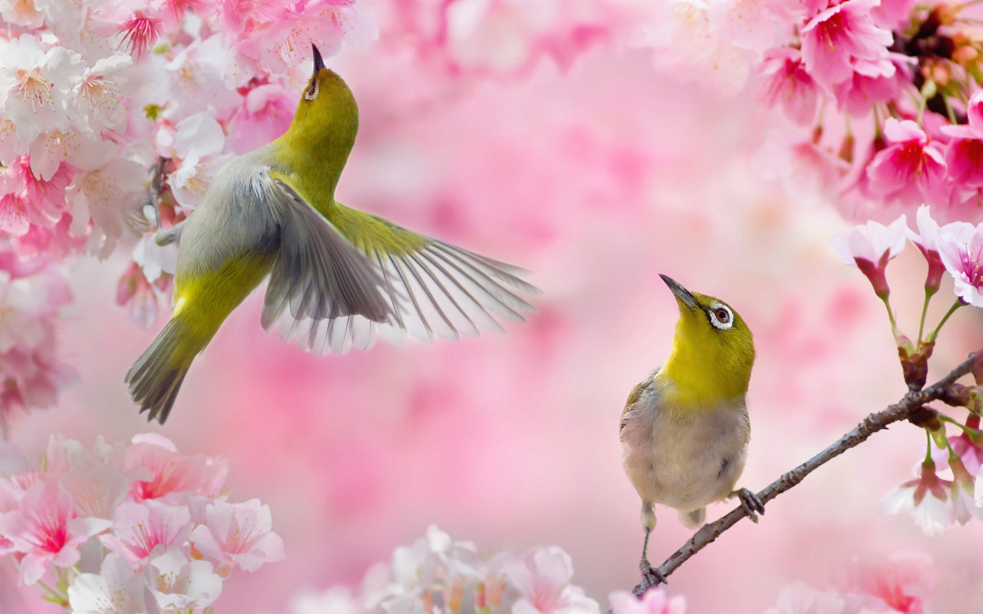 466120 Hintergrundbild herunterladen tiere, japanbrillenvogel, vogel, vögel - Bildschirmschoner und Bilder kostenlos