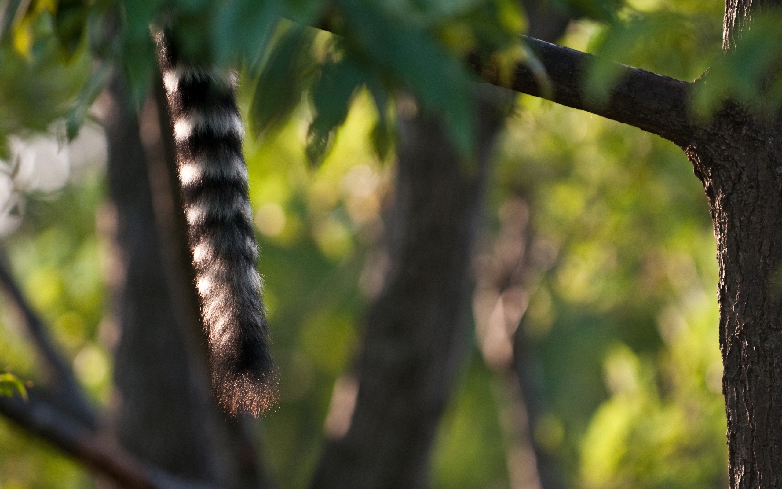 Handy-Wallpaper Lemur, Affen, Tiere kostenlos herunterladen.