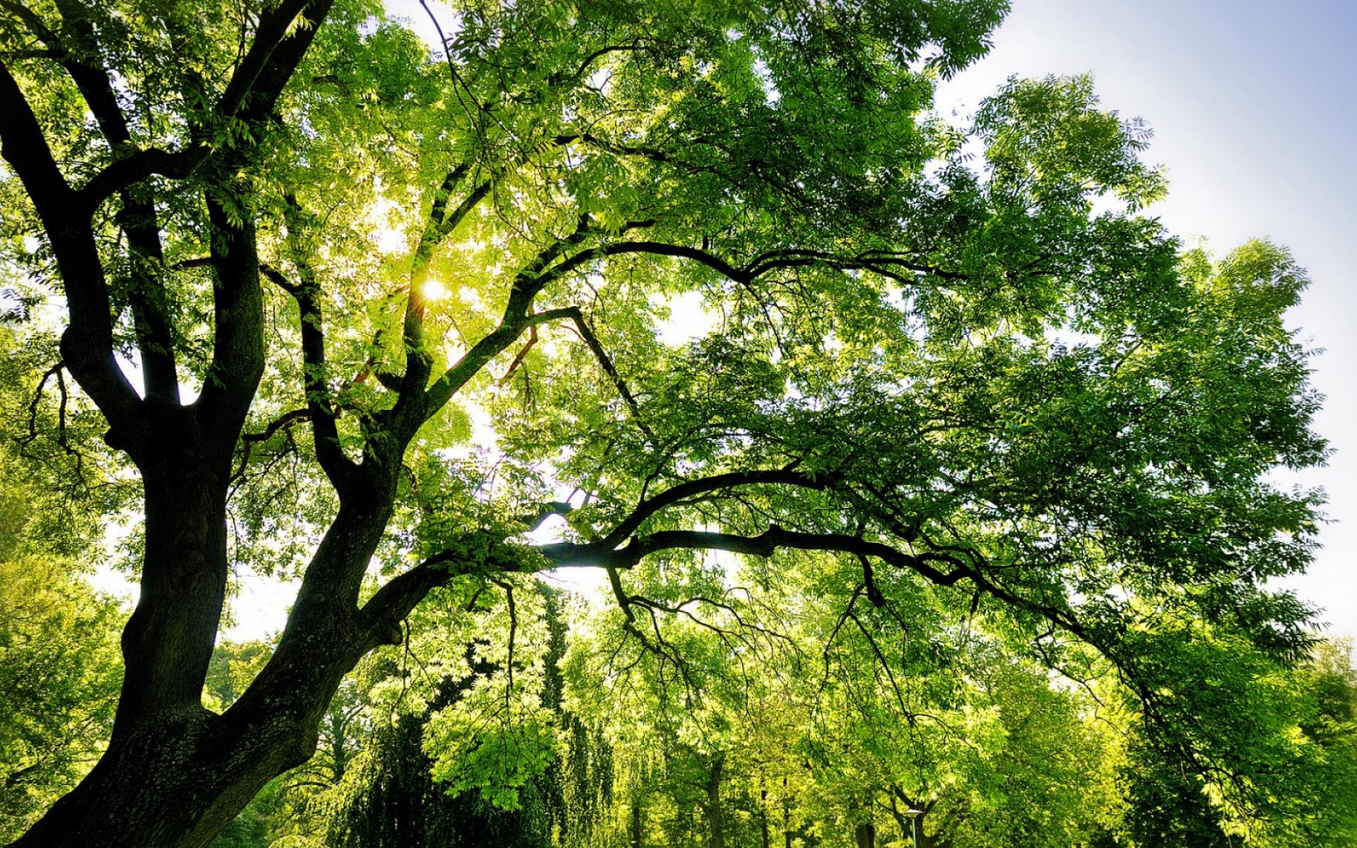 Baixar papel de parede para celular de Árvores, Árvore, Terra/natureza gratuito.