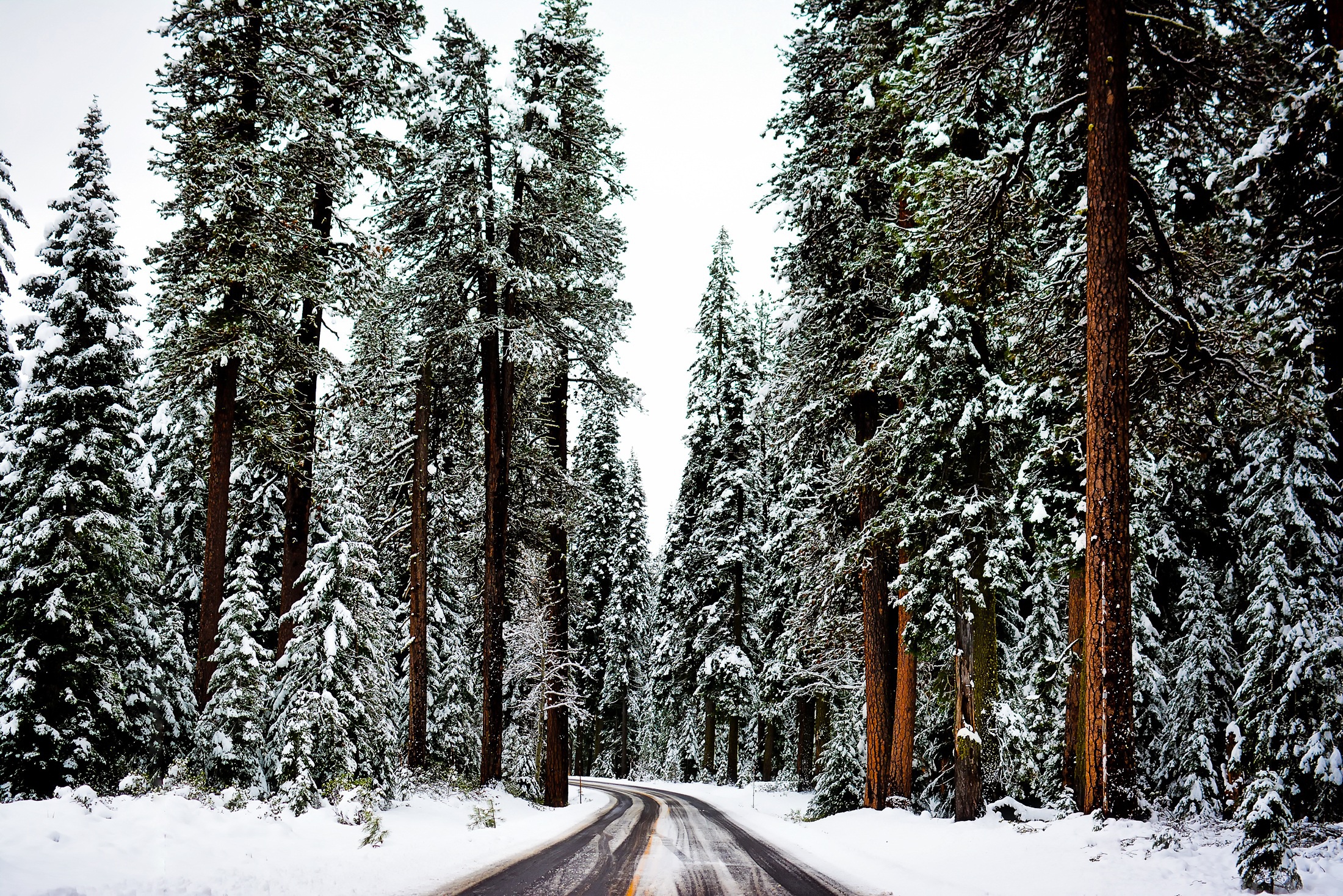 PCデスクトップに冬, 自然, 木, 雪, 道, 森, マンメイド画像を無料でダウンロード
