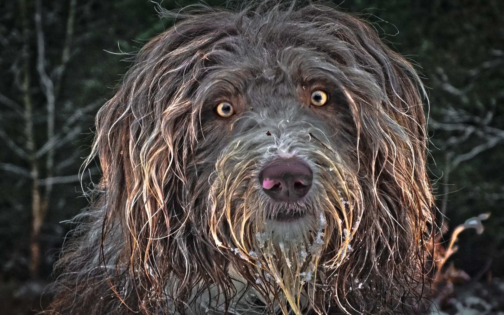 Handy-Wallpaper Hunde, Hund, Tiere kostenlos herunterladen.