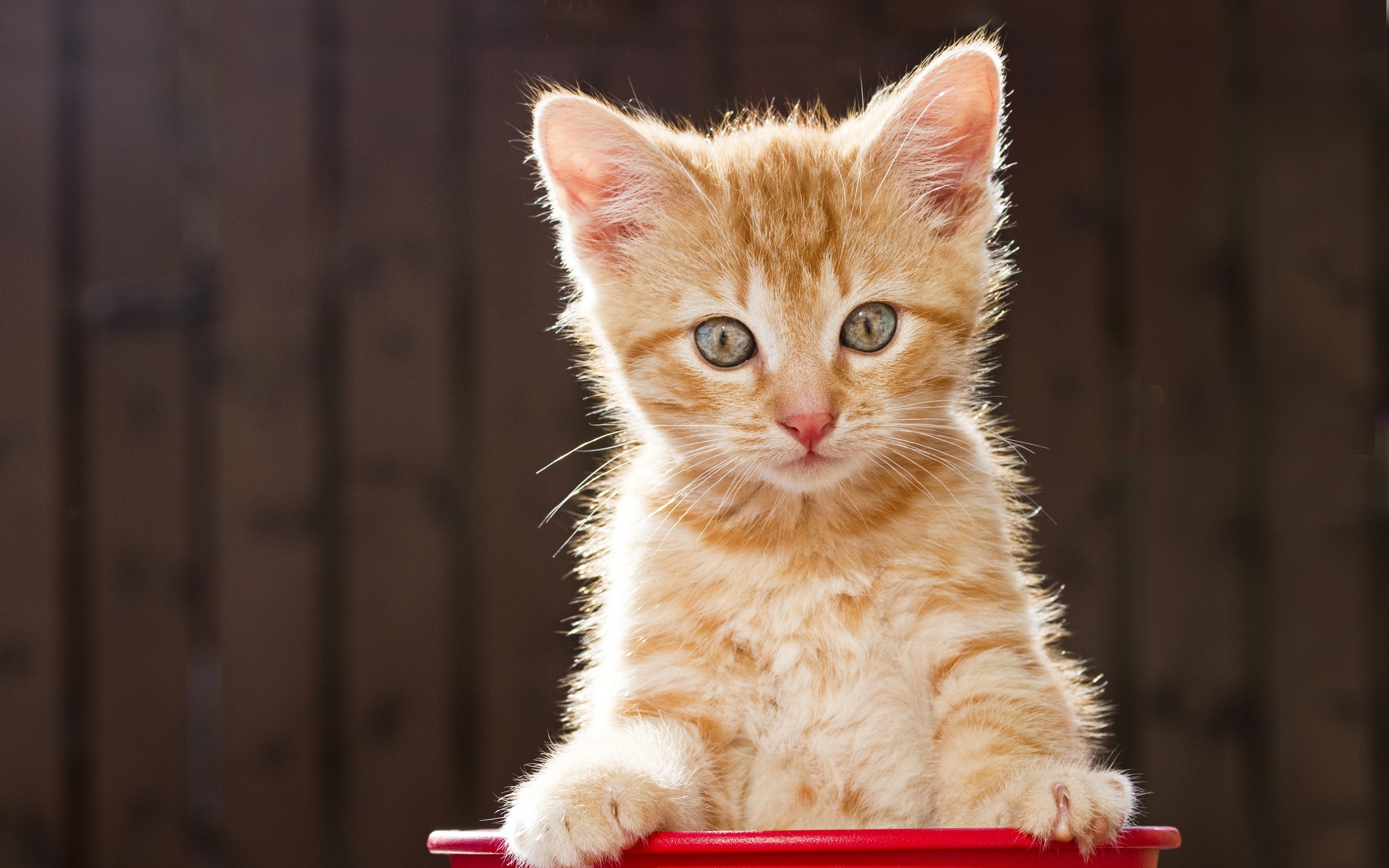 Скачати мобільні шпалери Кошеня, Кішка, Коти, Тварина безкоштовно.