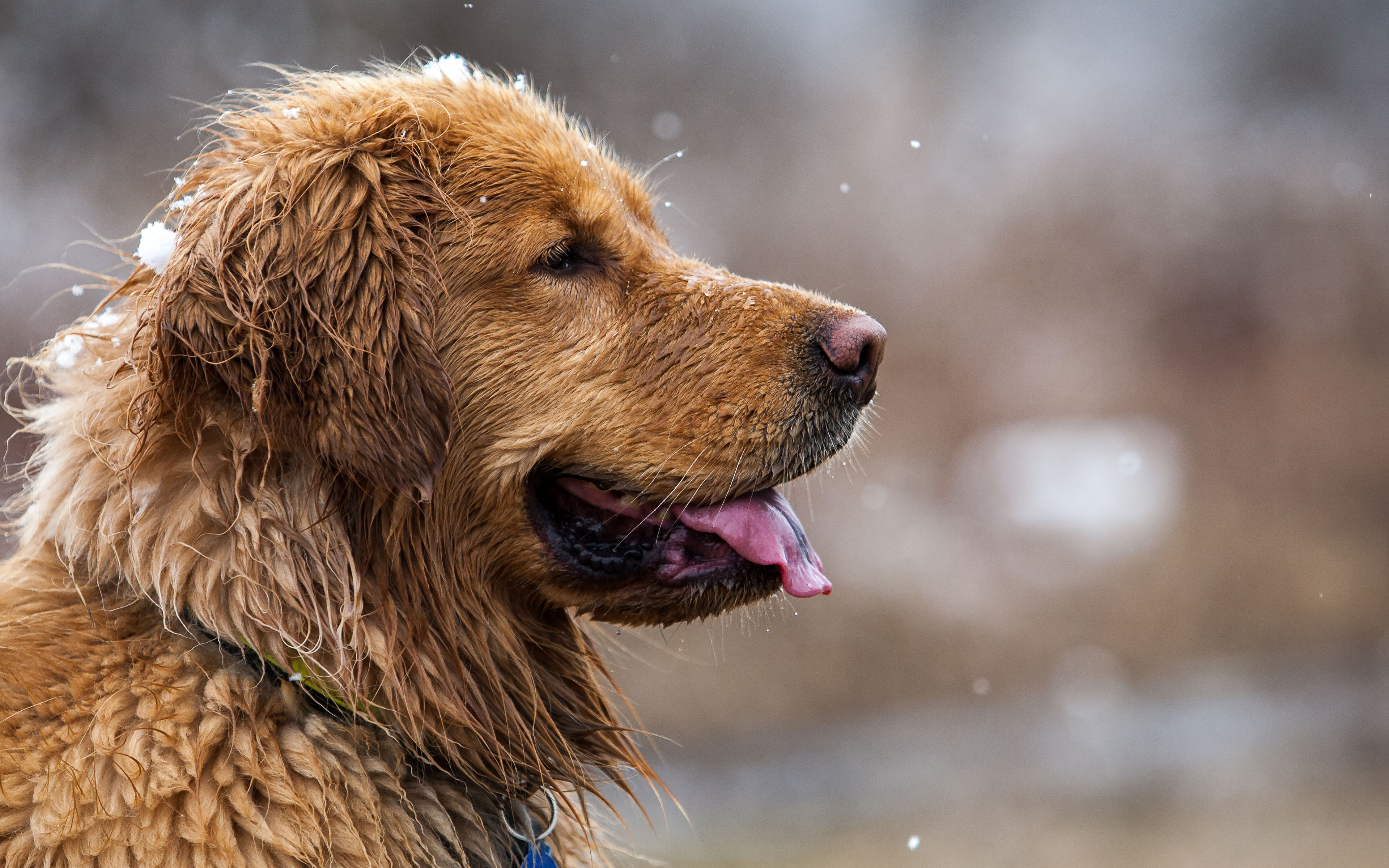 Handy-Wallpaper Tiere, Hunde, Hund, Golden Retriever kostenlos herunterladen.