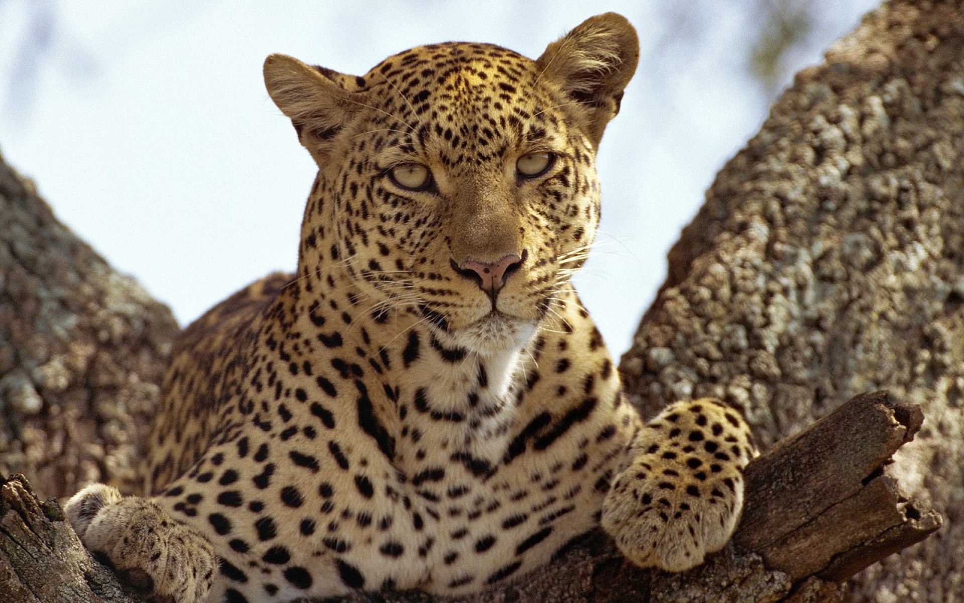 Baixar papel de parede para celular de Animais, Gatos, Leopardo gratuito.