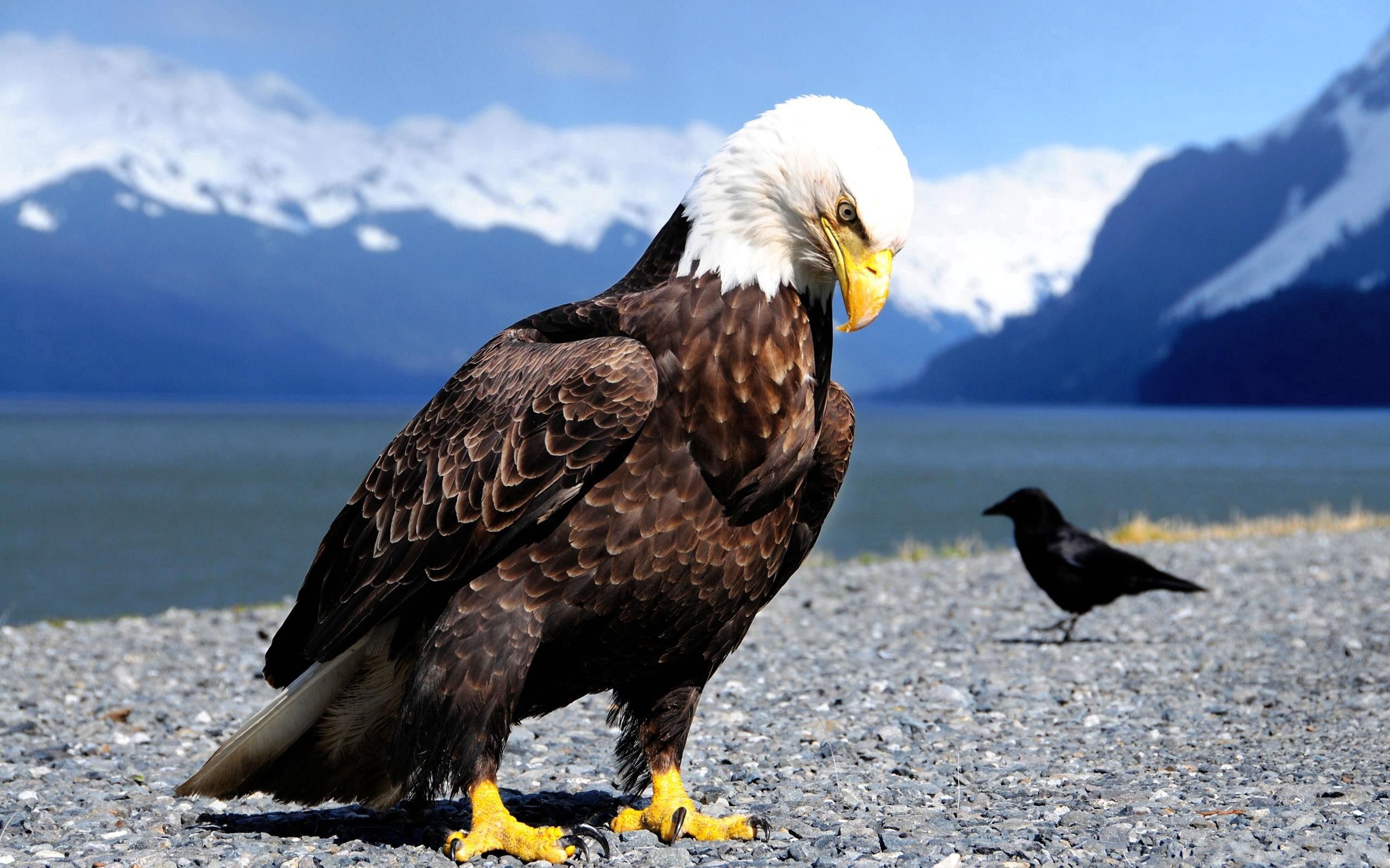 animals, birds, eagle, predator, shore, bank, crow lock screen backgrounds