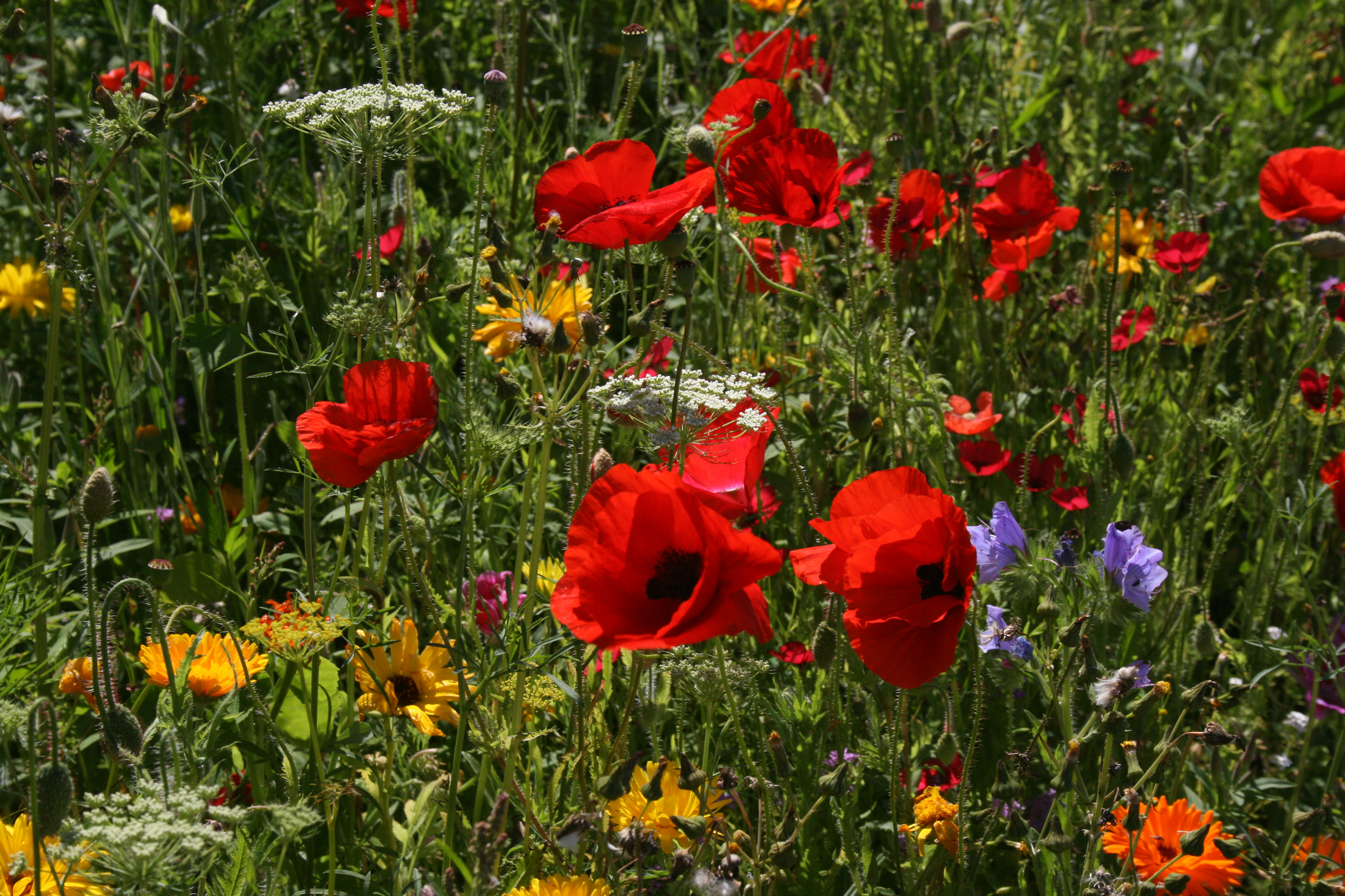 Téléchargez gratuitement l'image Fleurs, Été, Fleur, Coquelicot, Fleur Rouge, La Nature, Terre/nature sur le bureau de votre PC