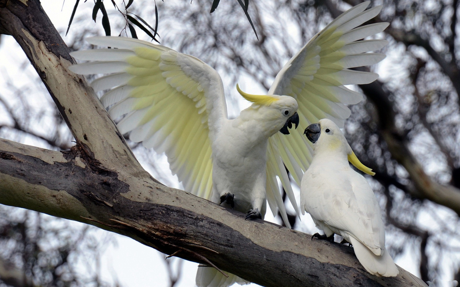 Download mobile wallpaper Animal, Sulphur Crested Cockatoo for free.