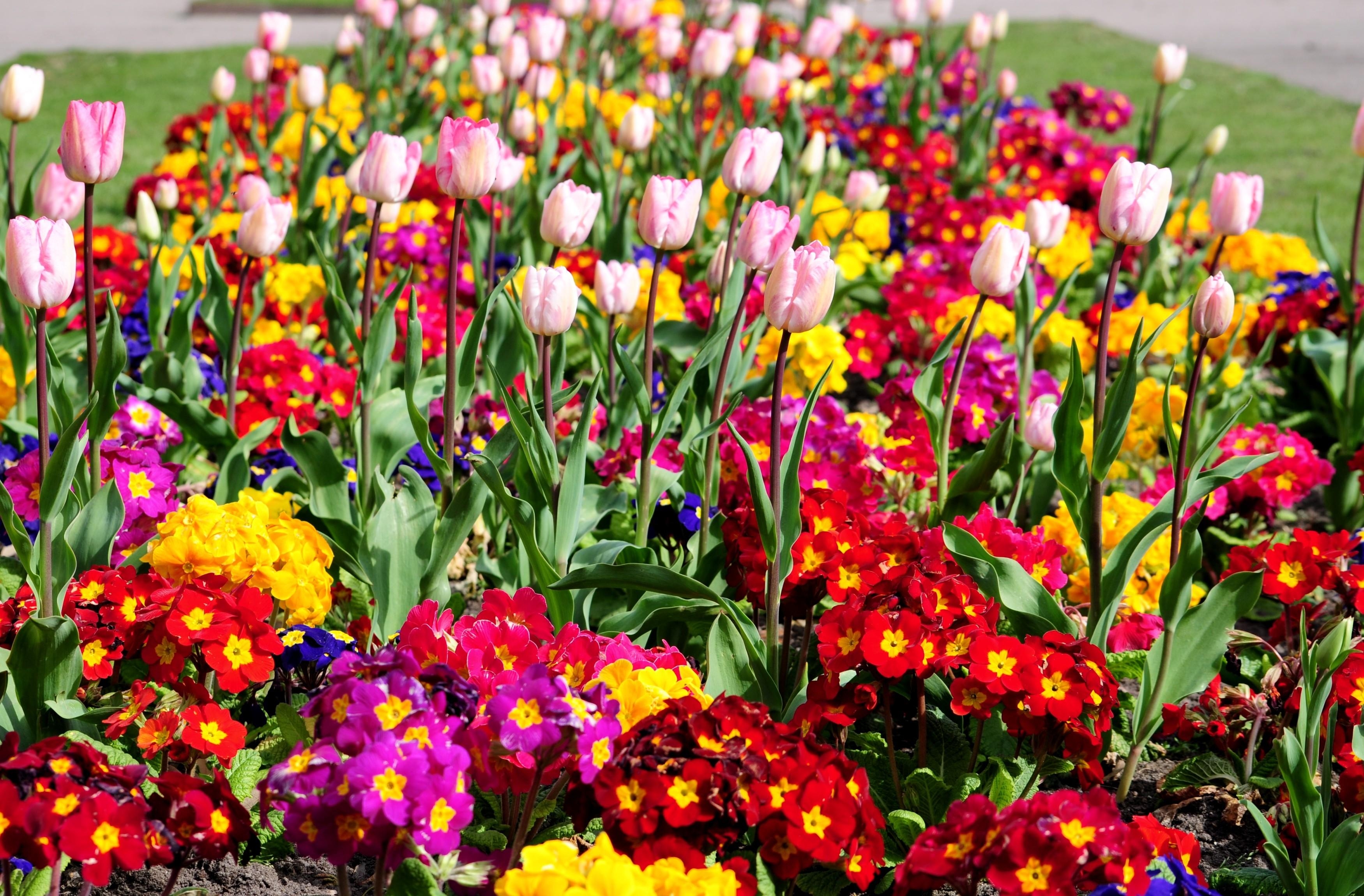 65993 télécharger le fond d'écran tulipes, parterre de fleurs, parterre, fleurs, brillant, légumes verts, verdure, printemps, source - économiseurs d'écran et images gratuitement