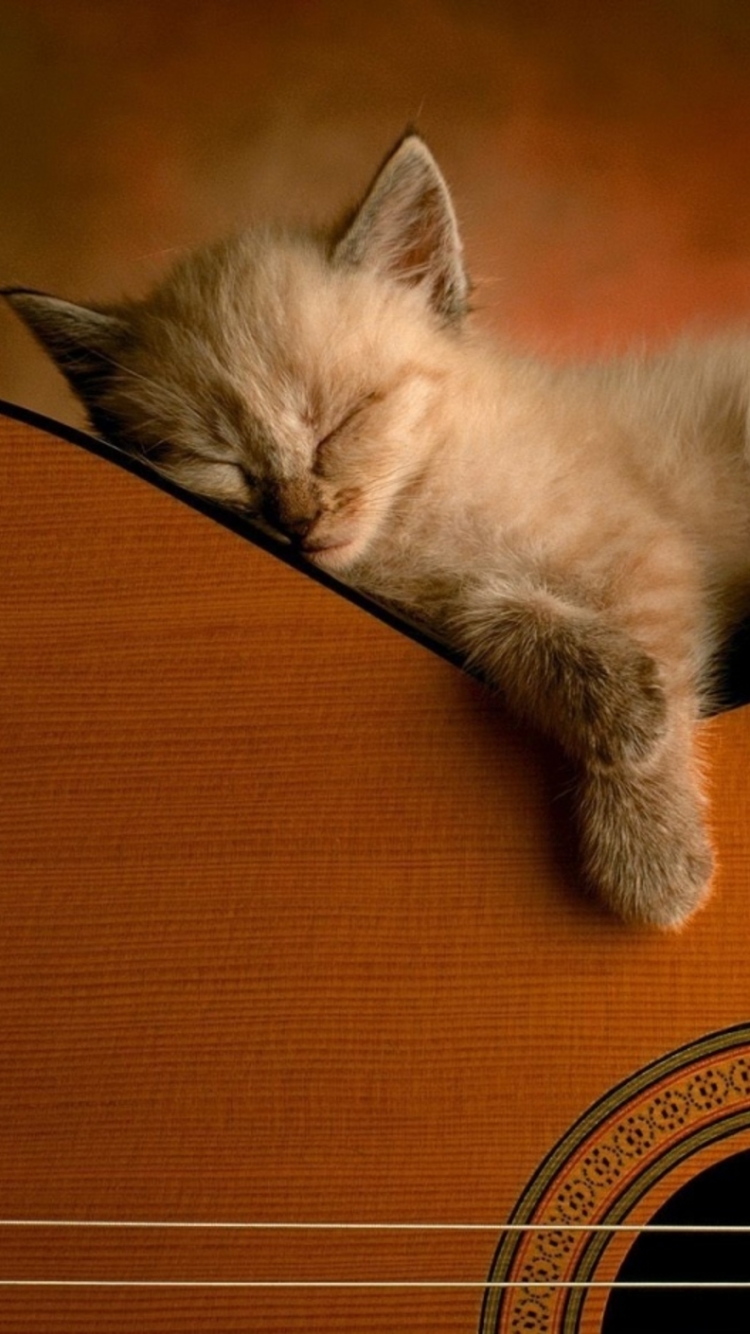 Download mobile wallpaper Cats, Cat, Kitten, Guitar, Animal, Cute for free.