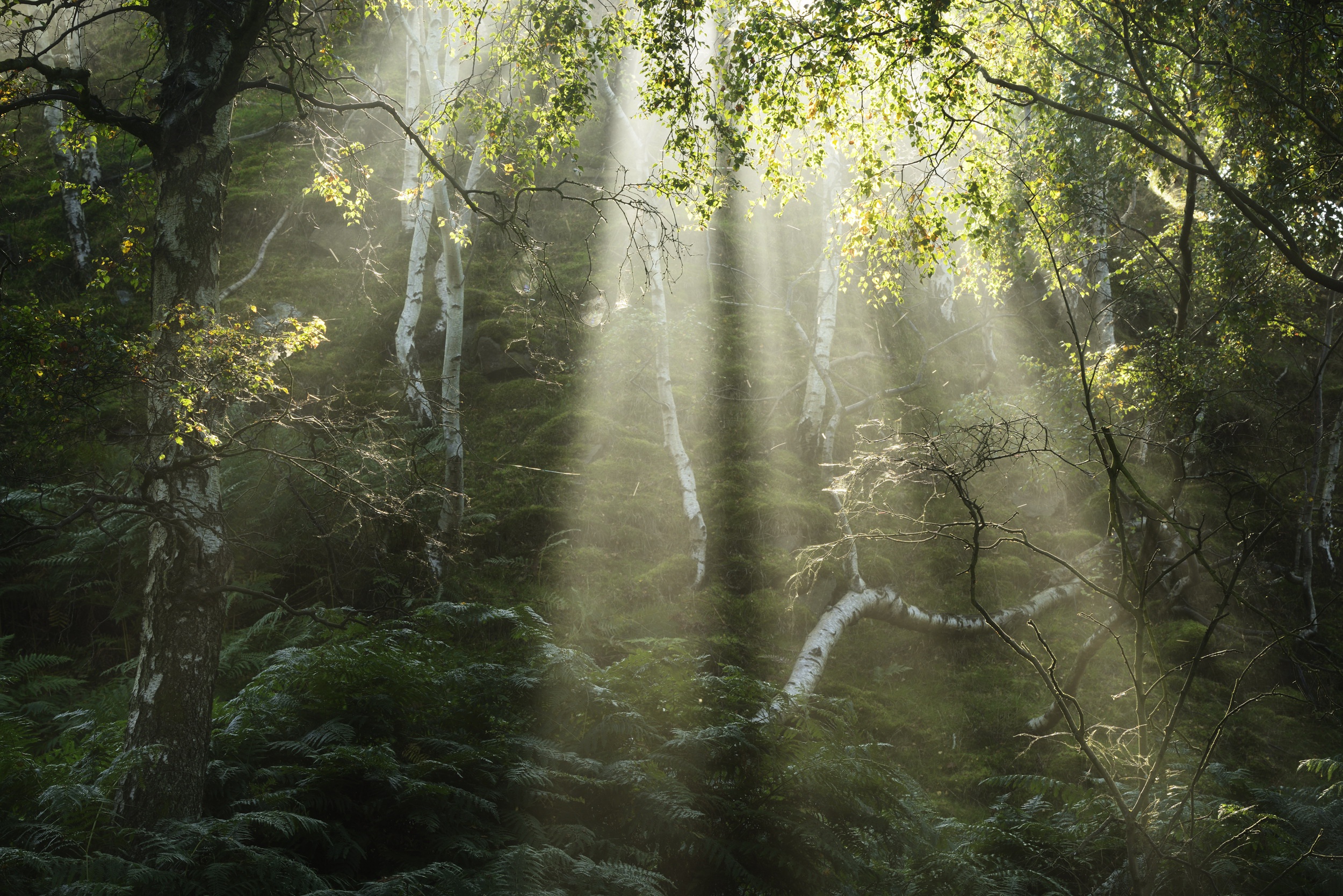 Téléchargez des papiers peints mobile Forêt, Lumière Du Soleil, Bouleau, La Nature, Terre/nature gratuitement.