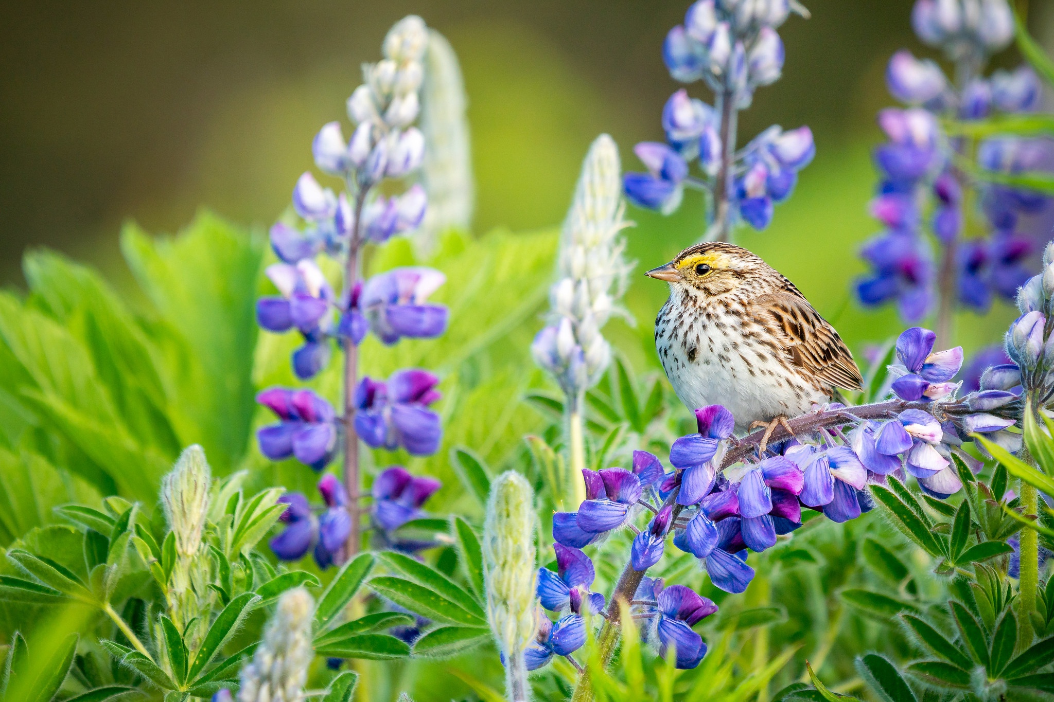 Laden Sie das Tiere, Vögel, Blume, Vogel, Lupinen-Bild kostenlos auf Ihren PC-Desktop herunter