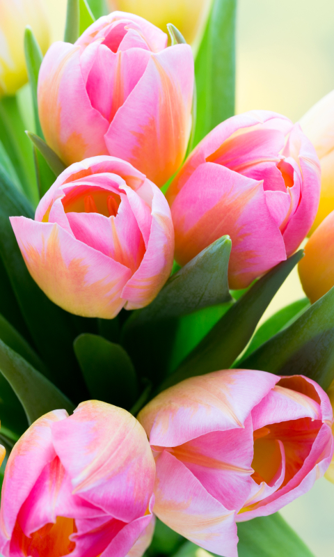 Descarga gratuita de fondo de pantalla para móvil de Flores, Flor, Flor Rosa, Tierra, Tulipán, Tierra/naturaleza.