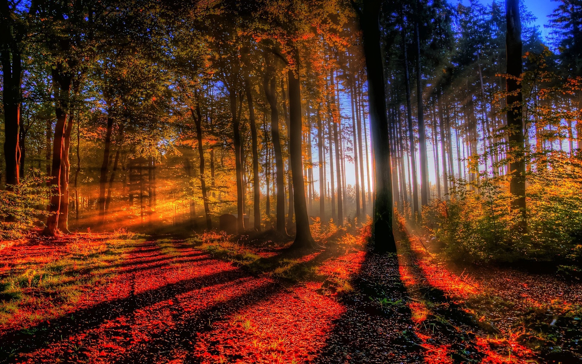 Téléchargez gratuitement l'image Forêt, Terre/nature sur le bureau de votre PC