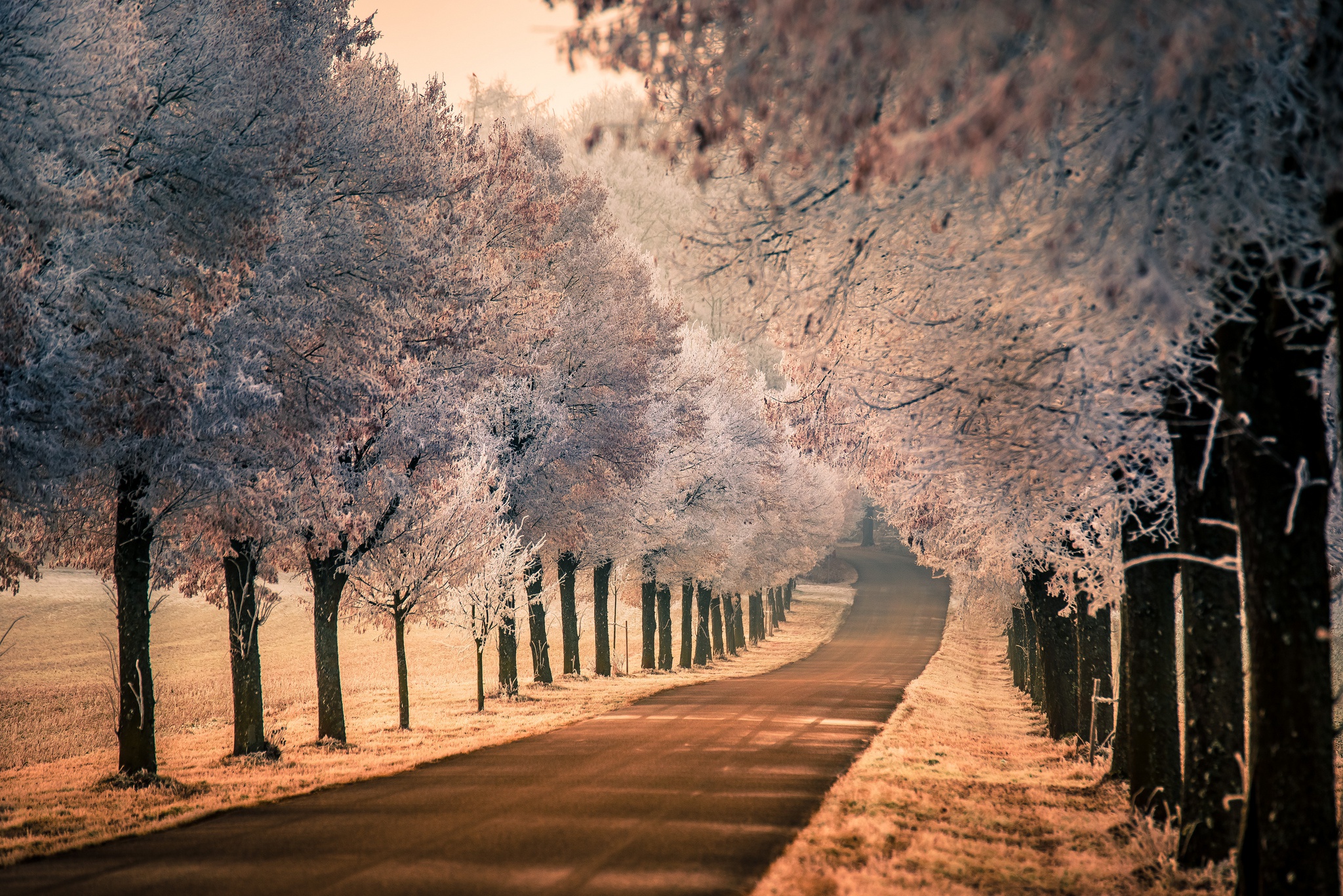 Download mobile wallpaper Nature, Road, Tree, Sunny, Man Made, Tree Lined for free.