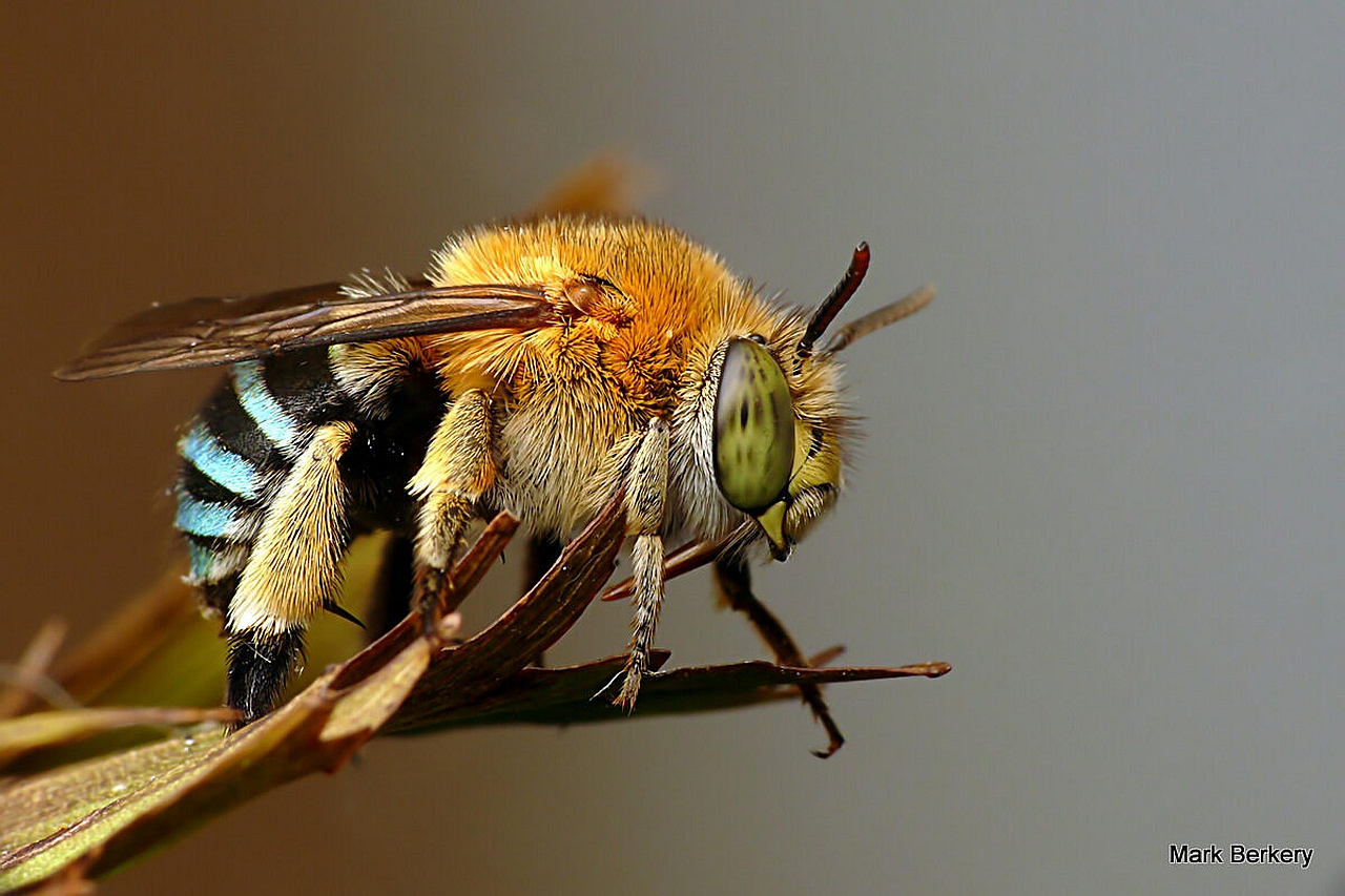 Download mobile wallpaper Bee, Animal for free.